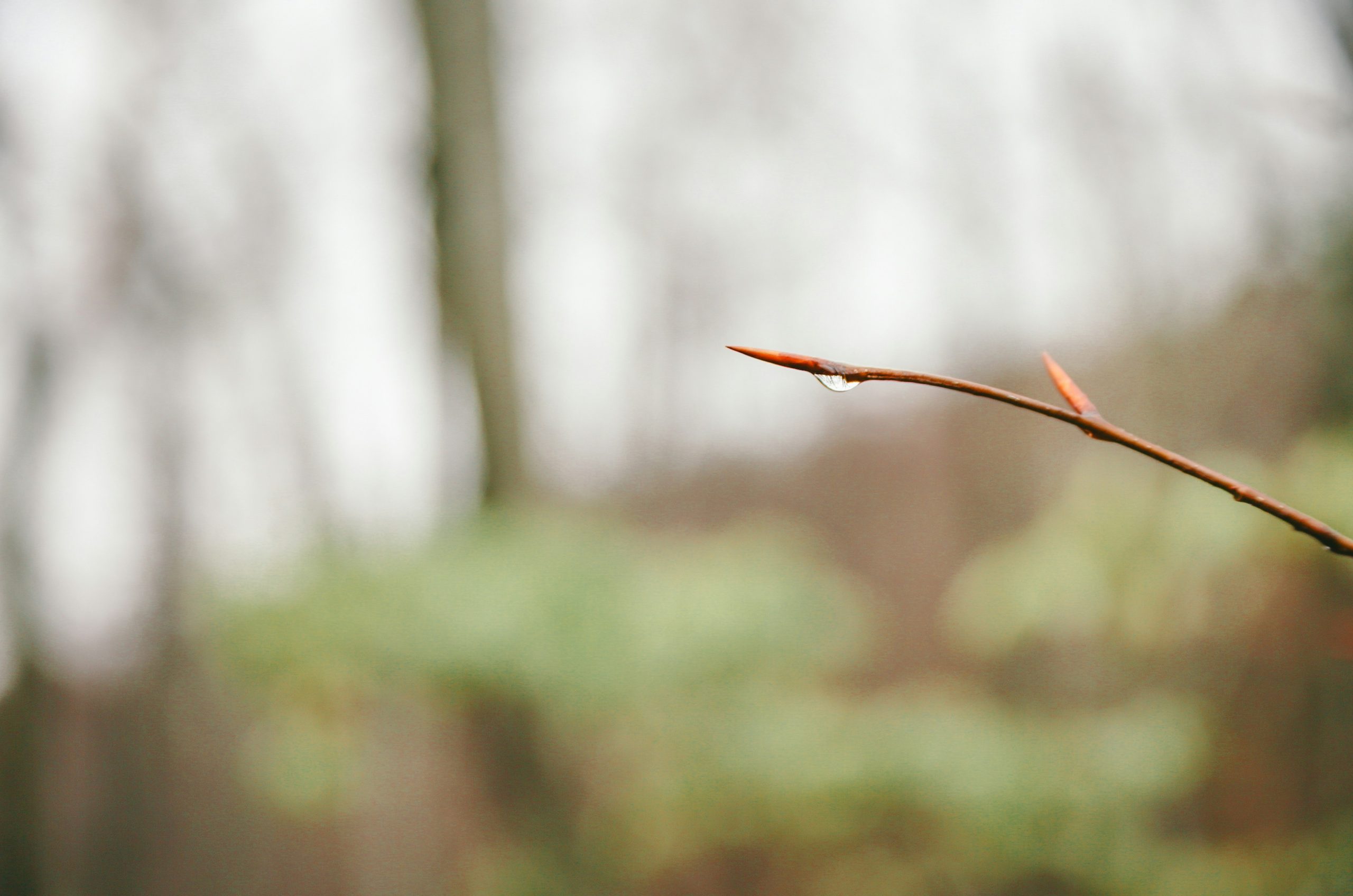 A single dewdrop on a thin tree branch.