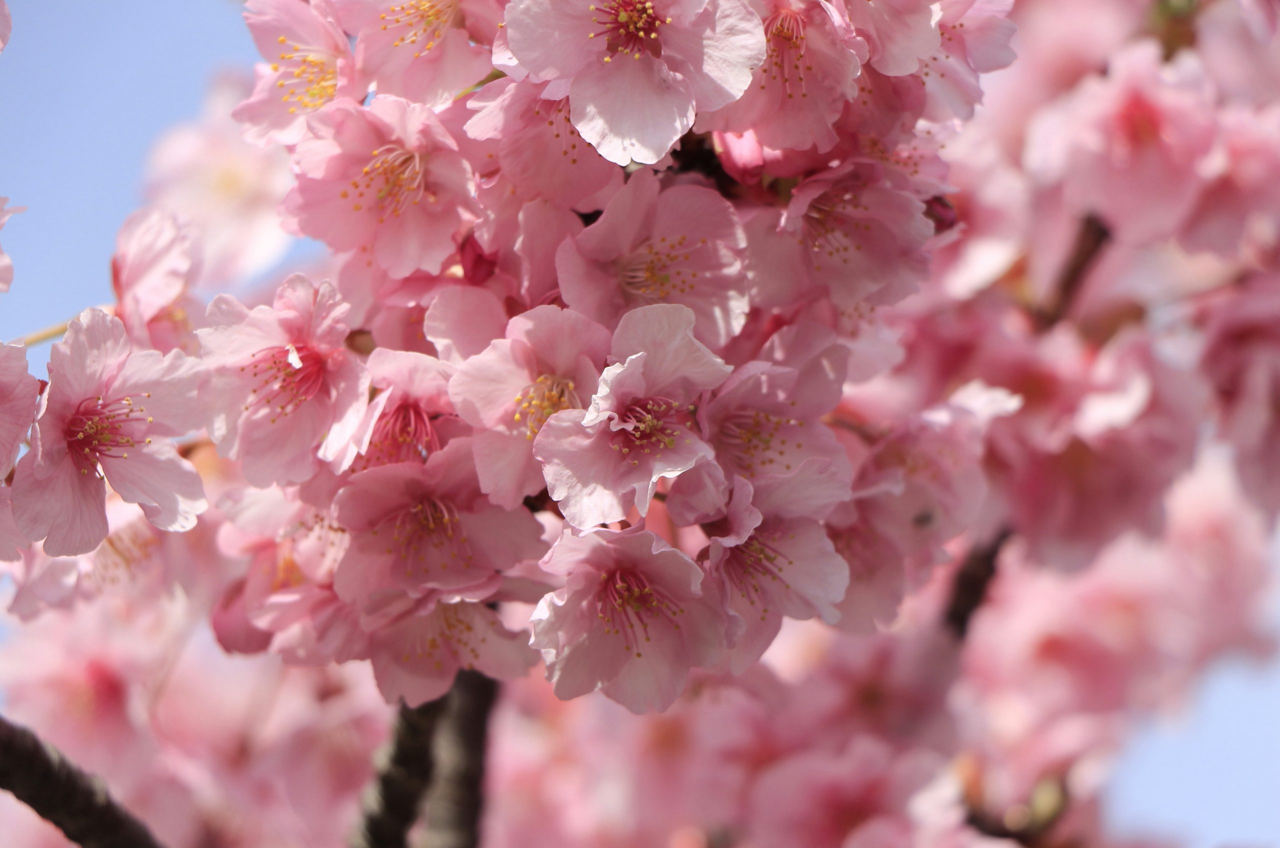 Close-up of delicate pink cherry blossoms against a blue sky.