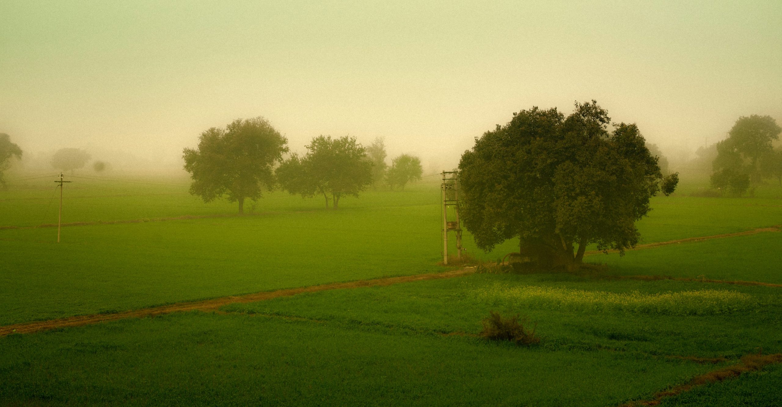 Misty green field with scattered trees at dawn.