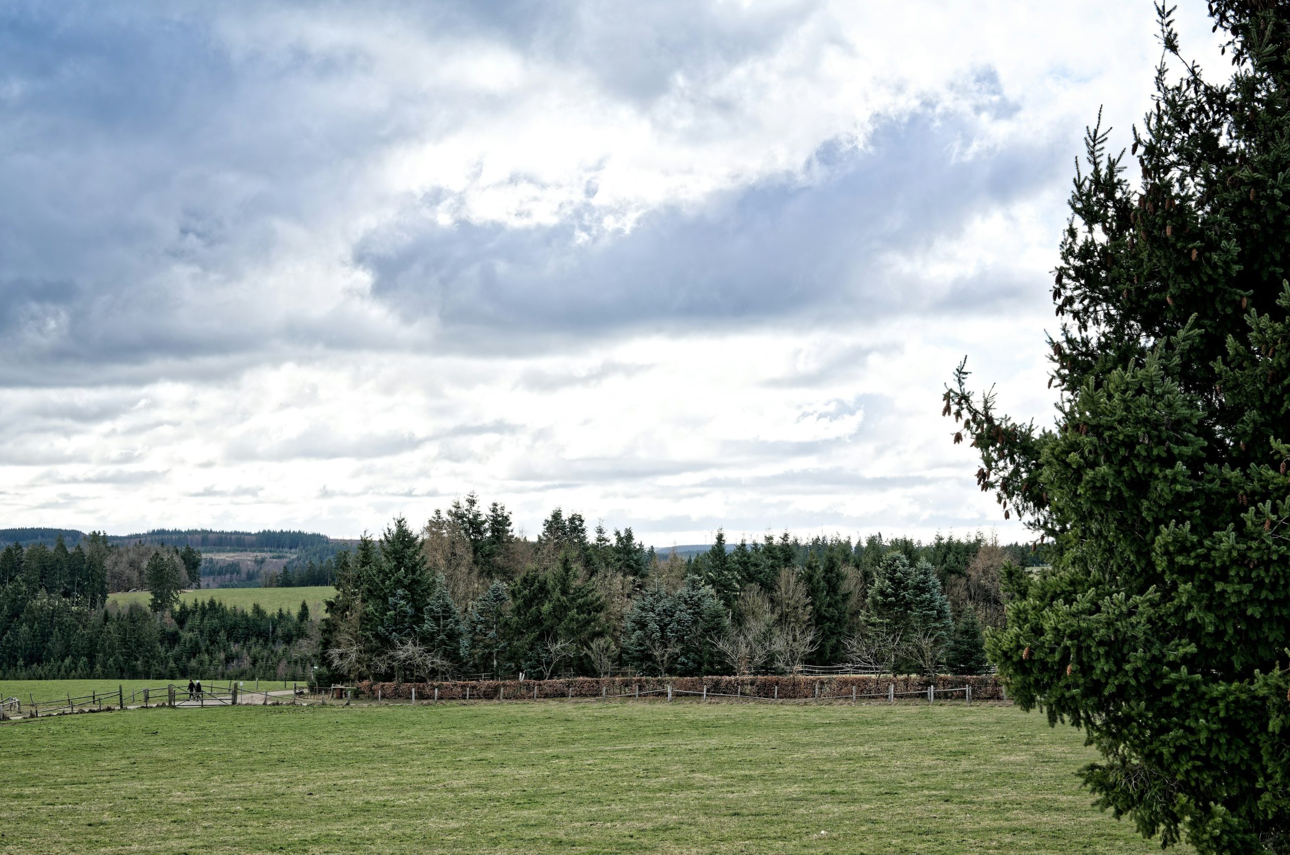 Grassy field with trees and cloudy sky