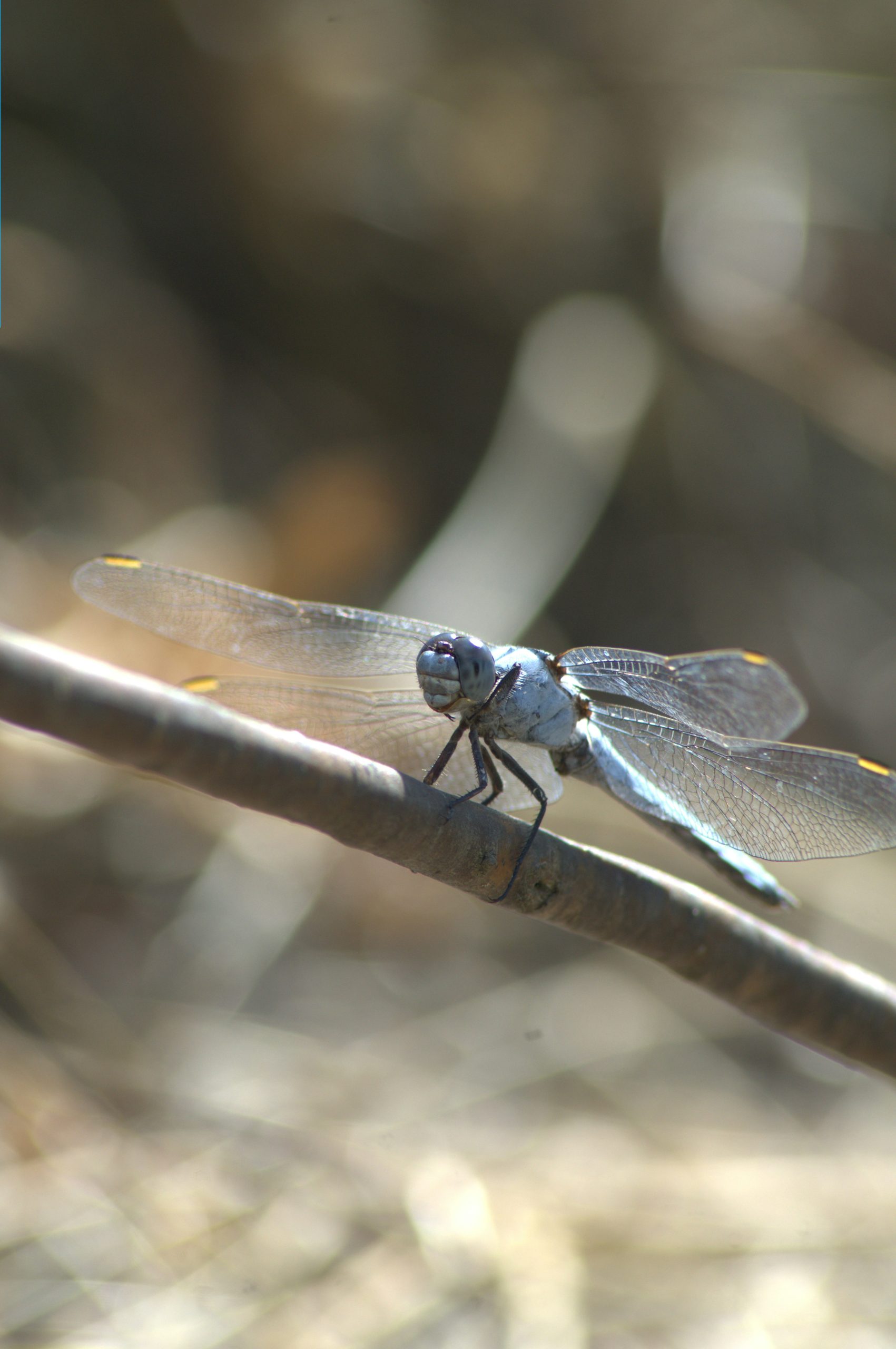 A light blue dragonfly rests on a thin branch.