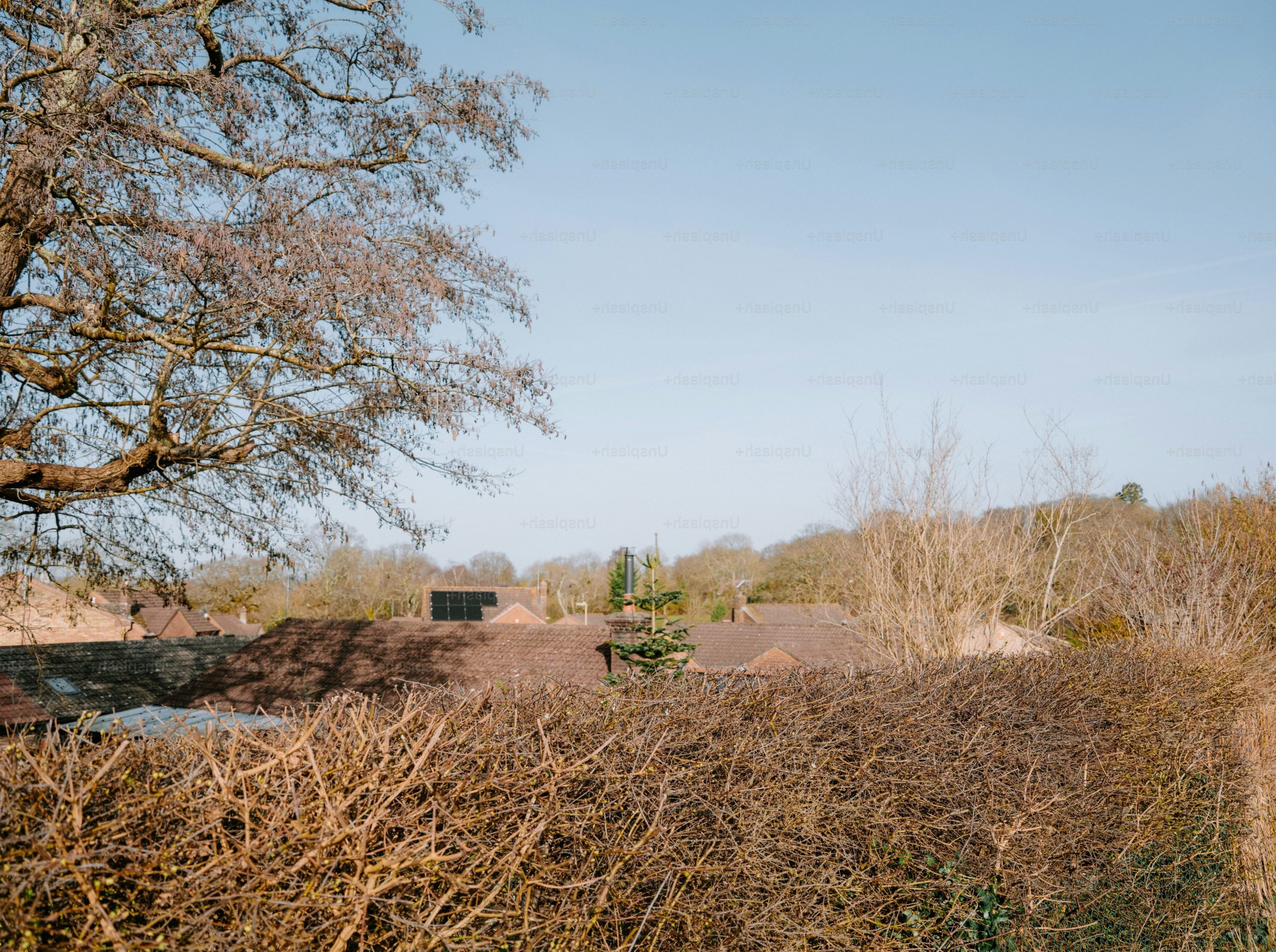 Bare trees and hedges under a clear blue sky