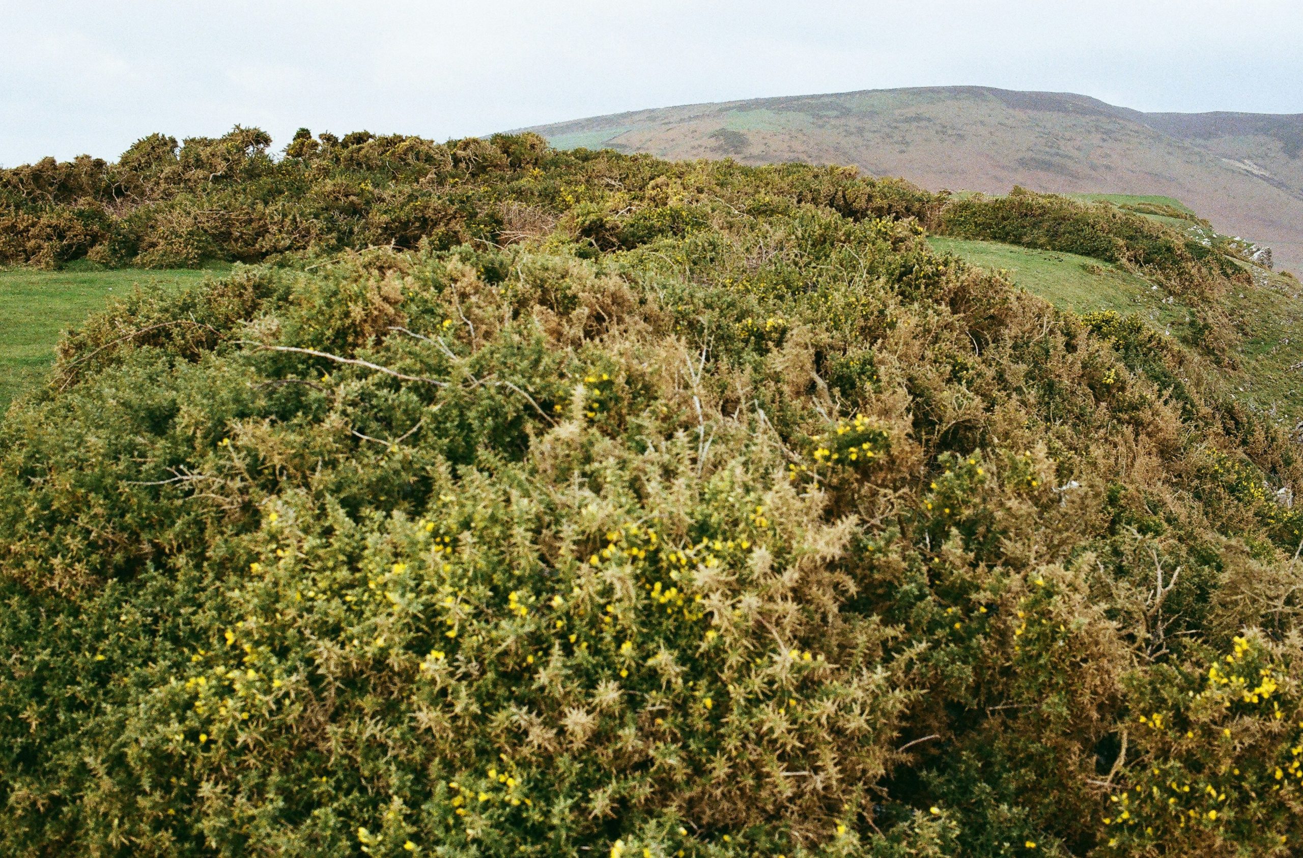 Dense bushes and rolling hills under a cloudy sky