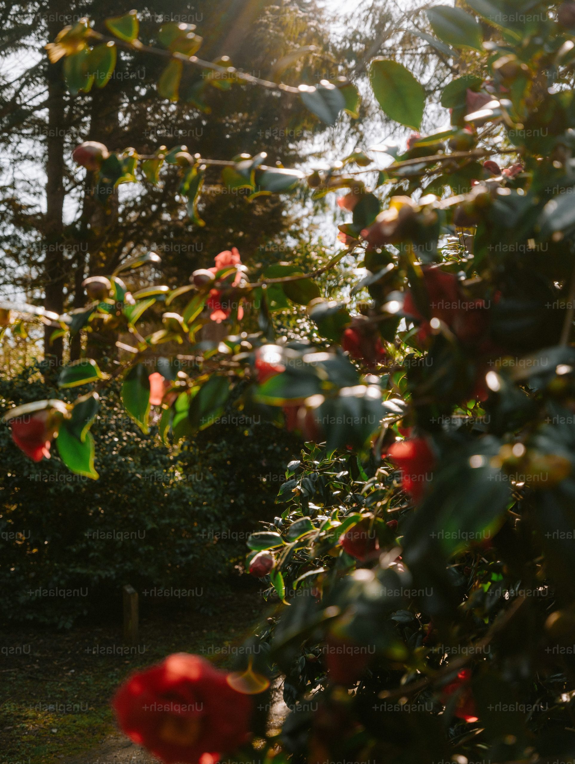 Red camellia flowers bloom on a sunny day.