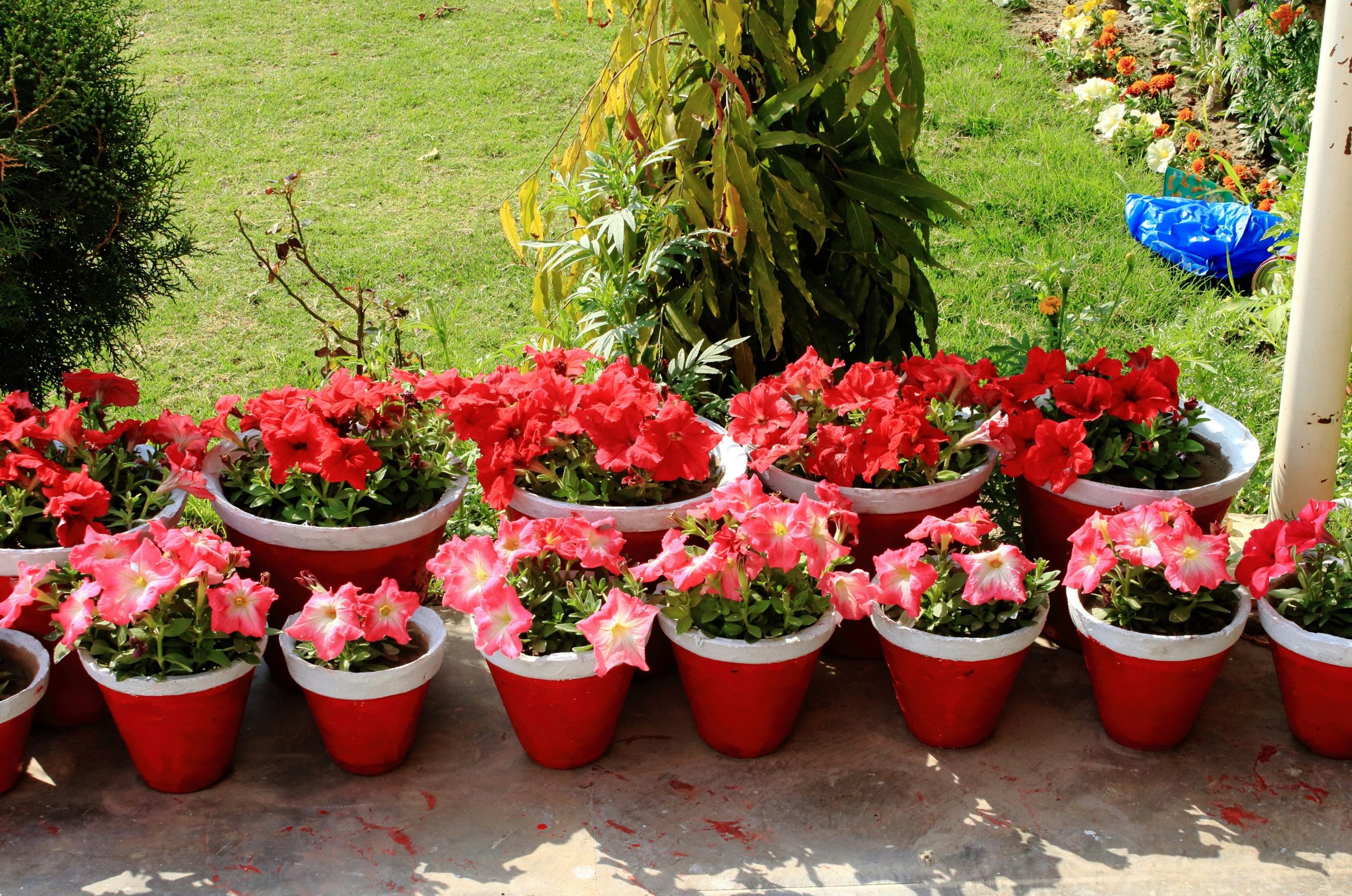 Red and pink flowers in red pots on a ledge