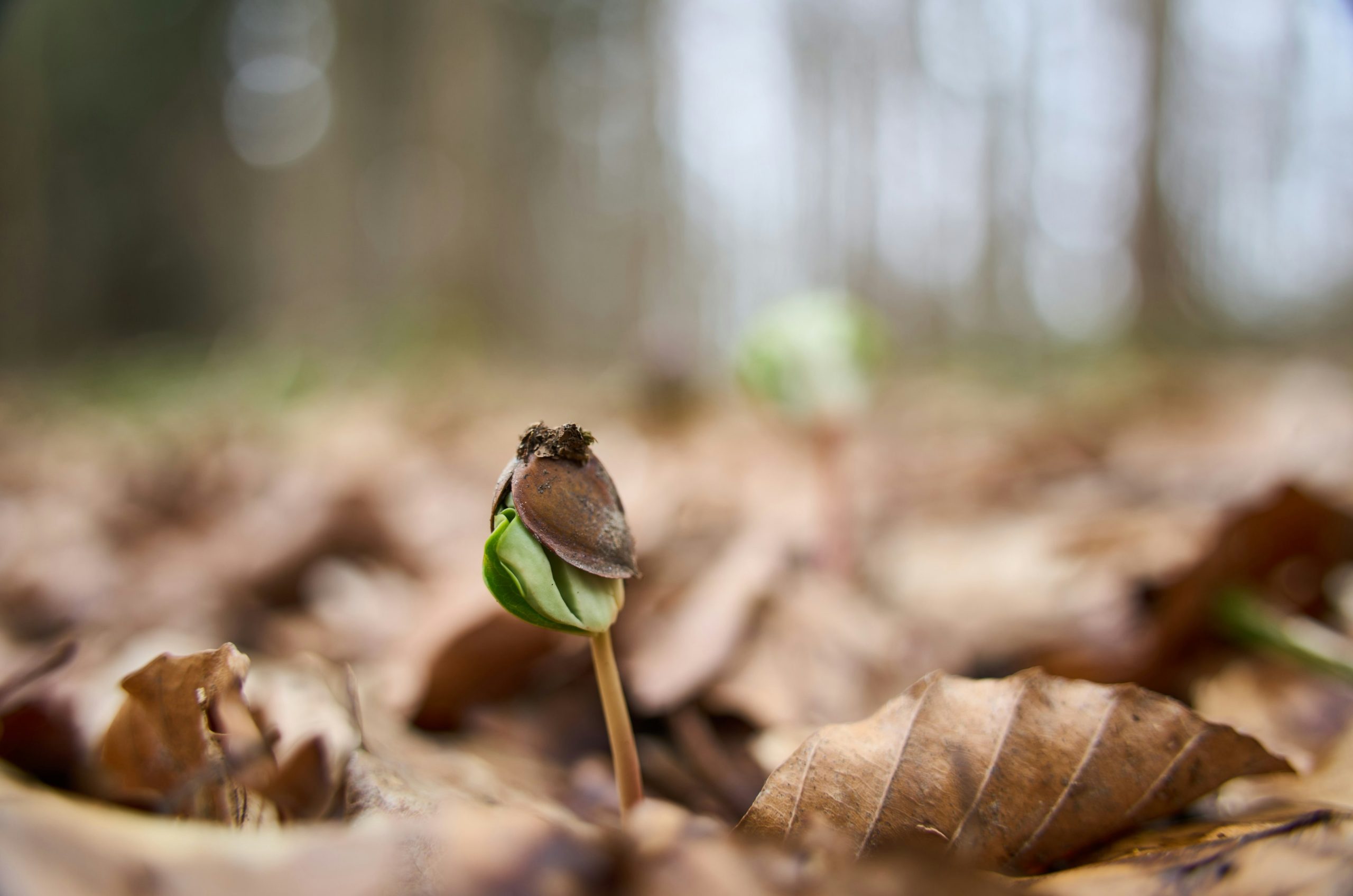 A small seedling sprouts from fallen leaves.