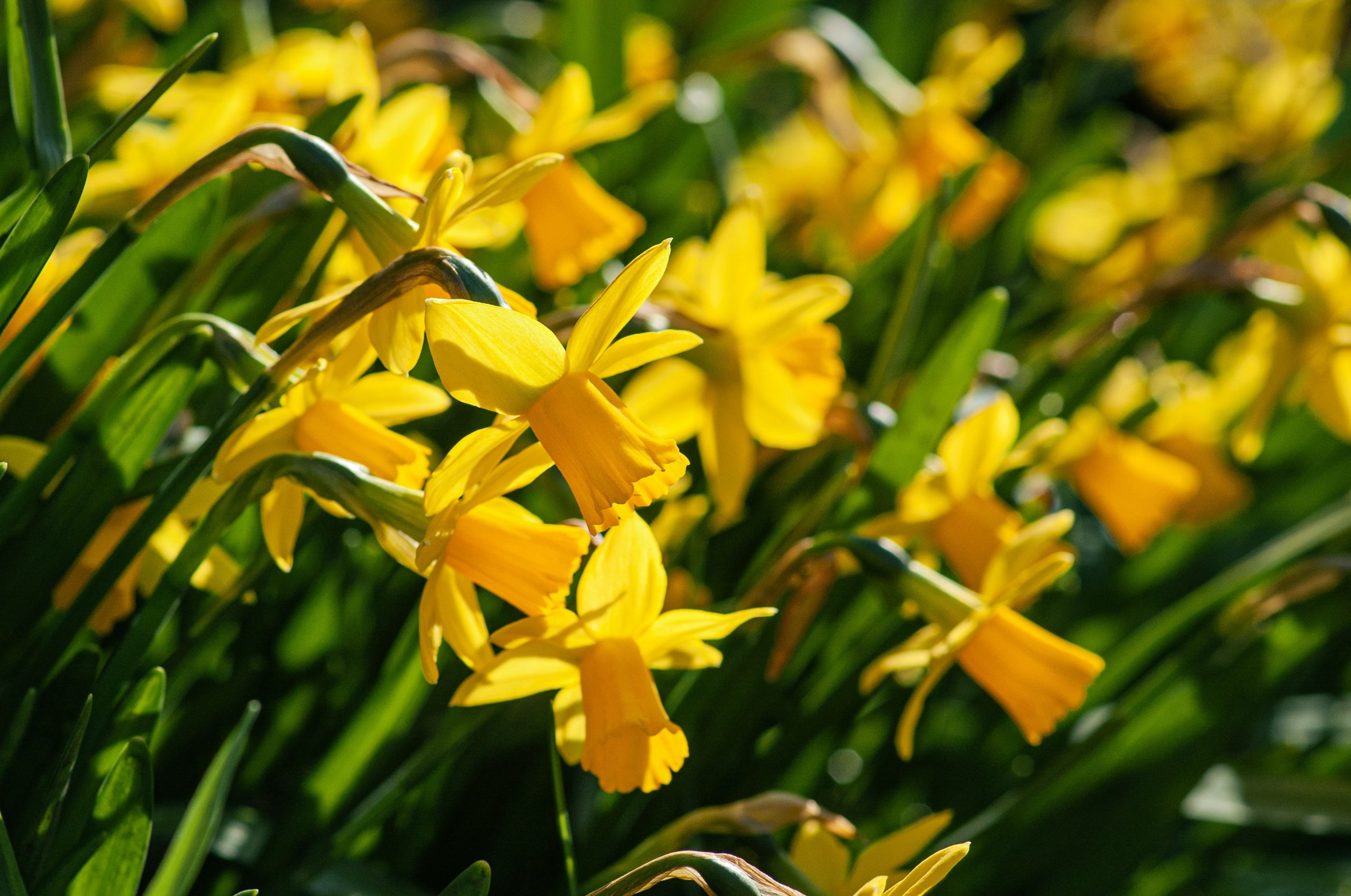 A field of bright yellow daffodils in bloom.
