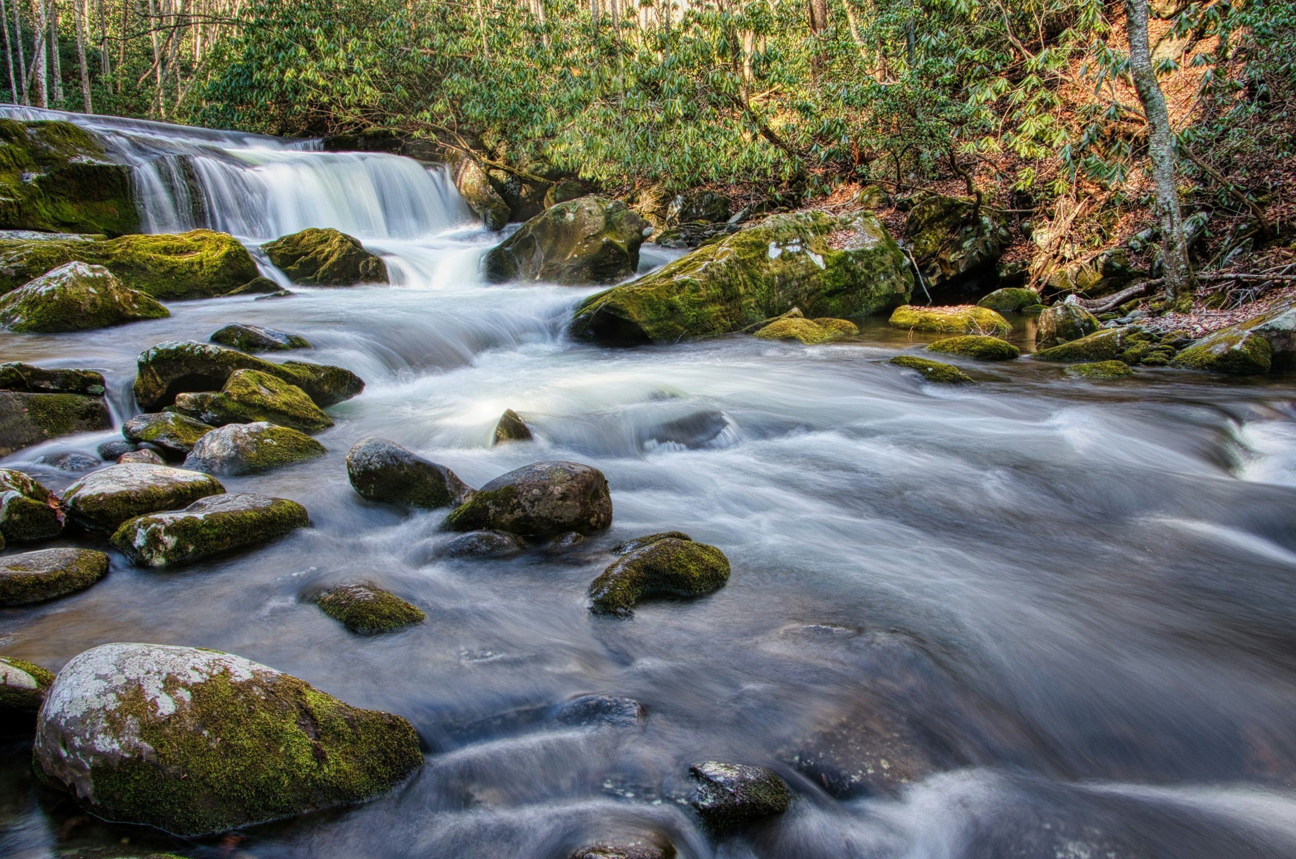 A fast-flowing river with mossy rocks and trees.