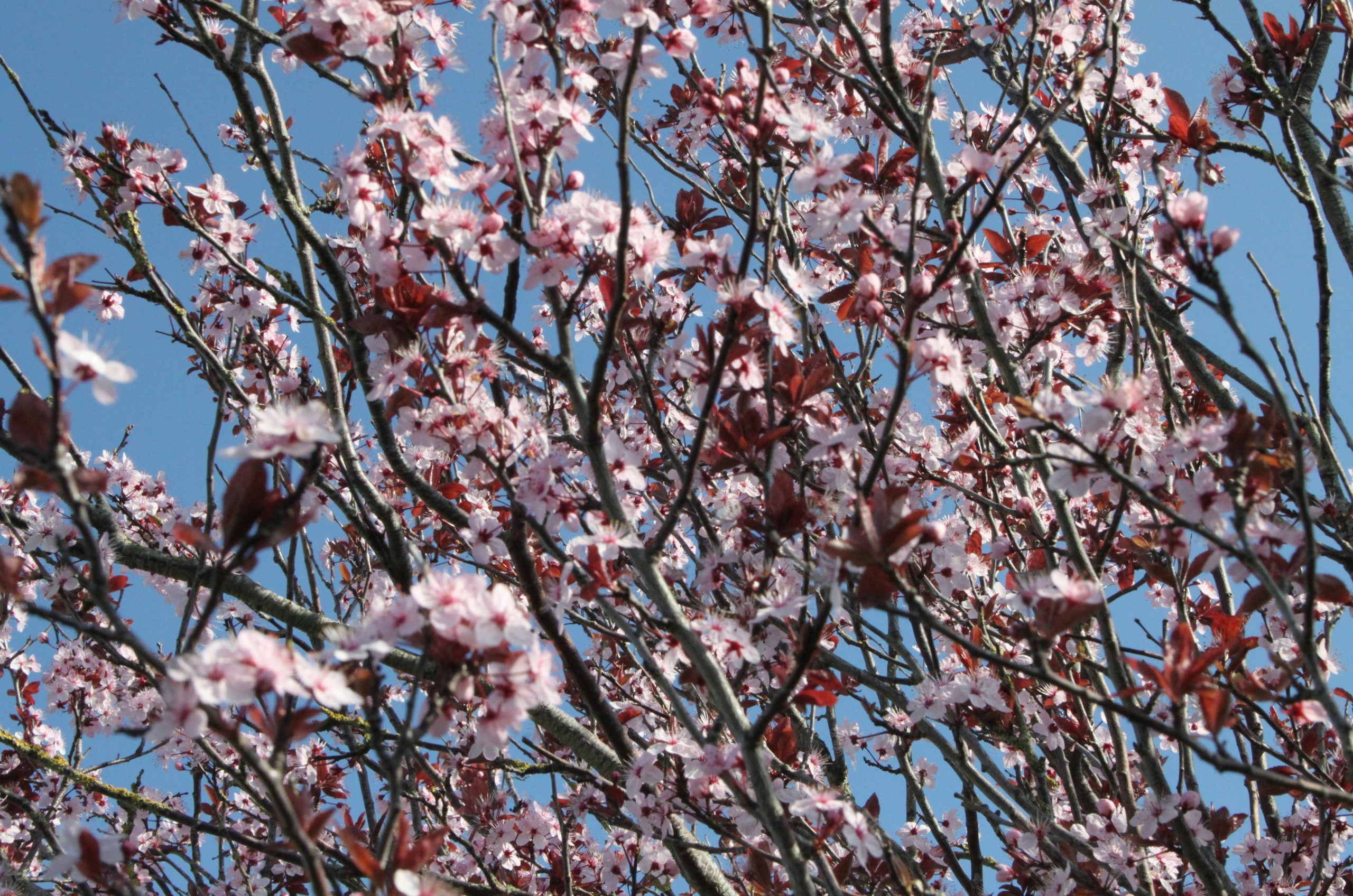 Pink cherry blossoms on tree branches against blue sky
