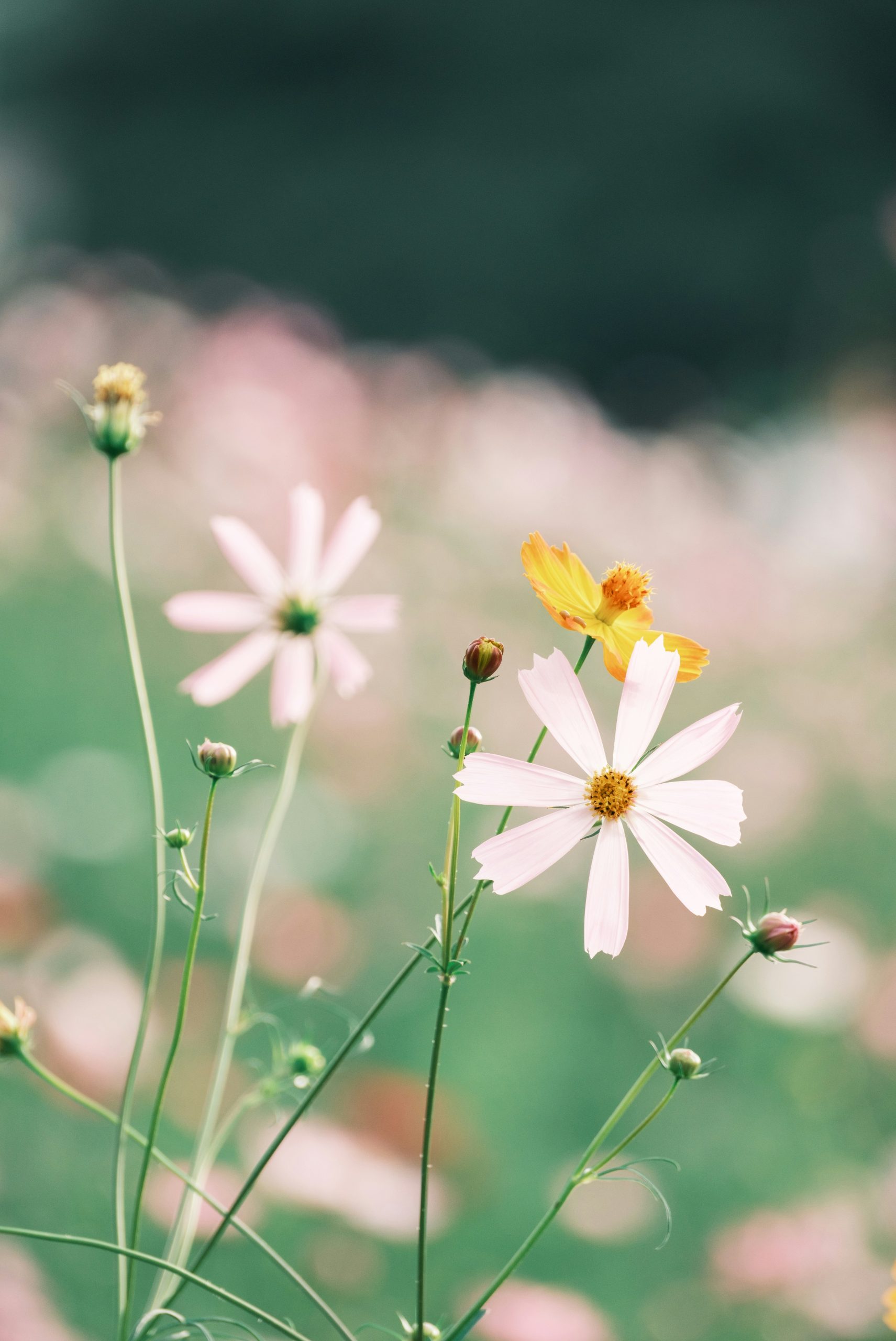 Delicate cosmos flowers bloom in a soft garden setting.