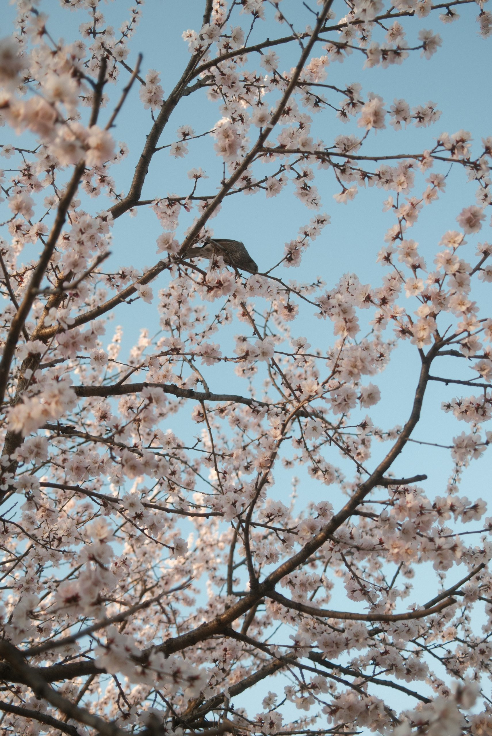 A bird perched on a blooming cherry blossom tree branch.