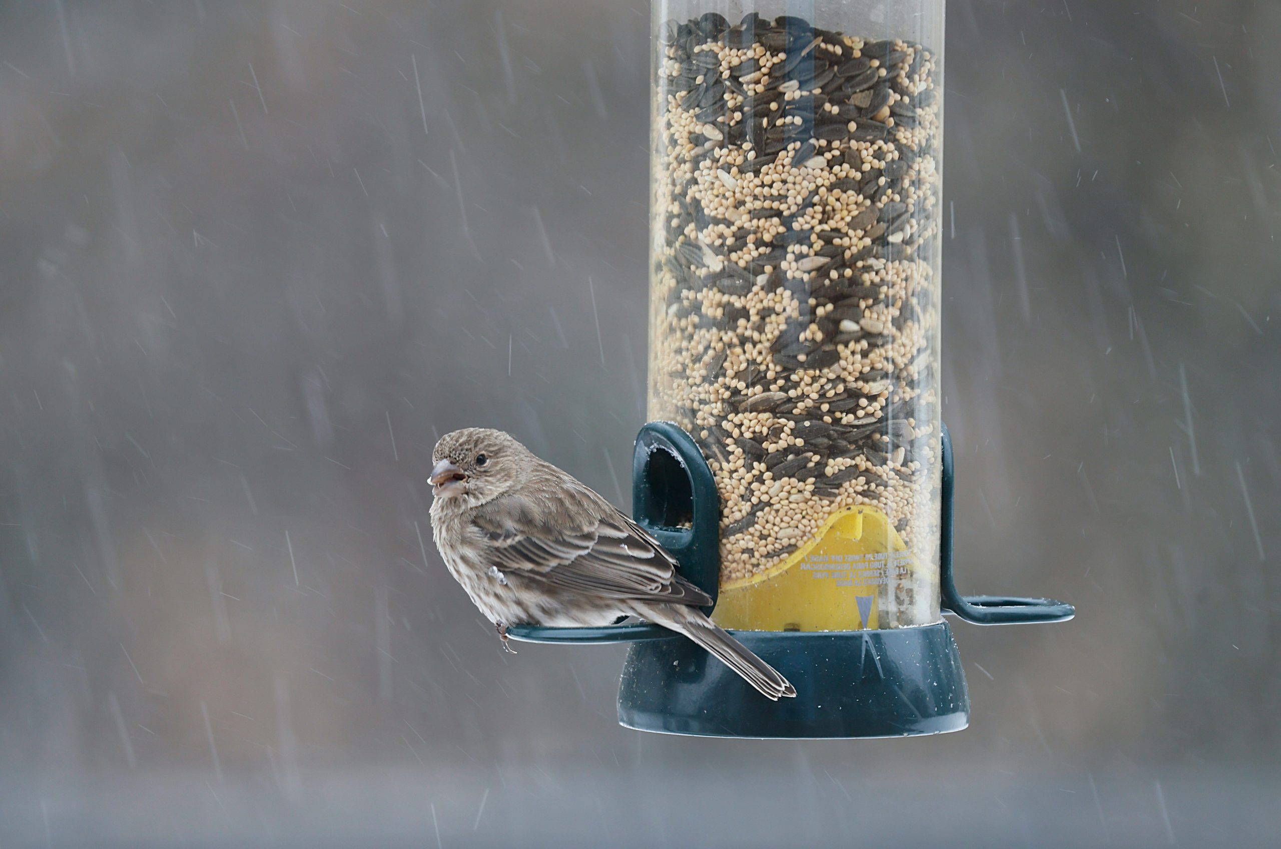 A bird sits on a feeder in the rain.