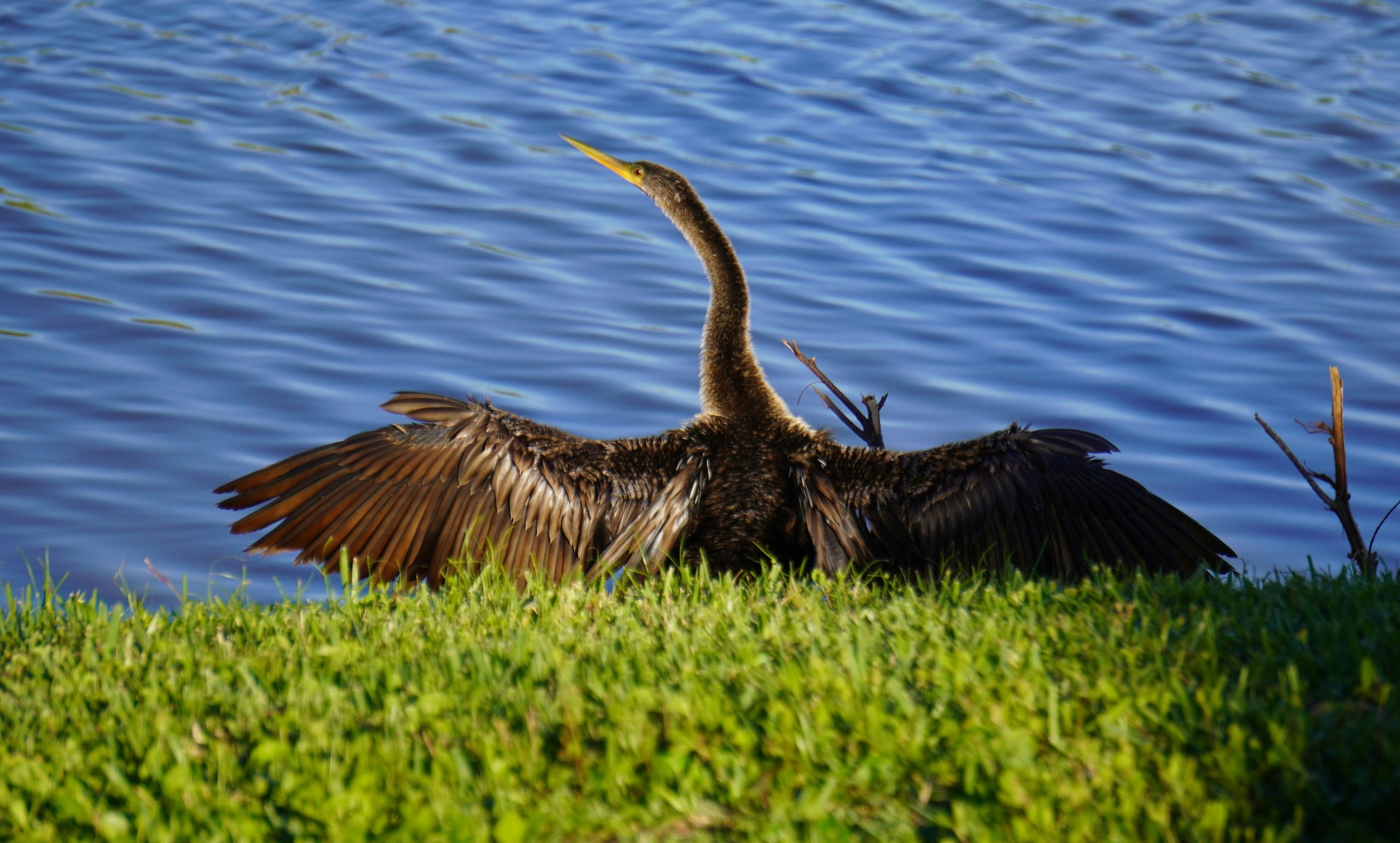 A bird with outstretched wings sits on grassy shore.