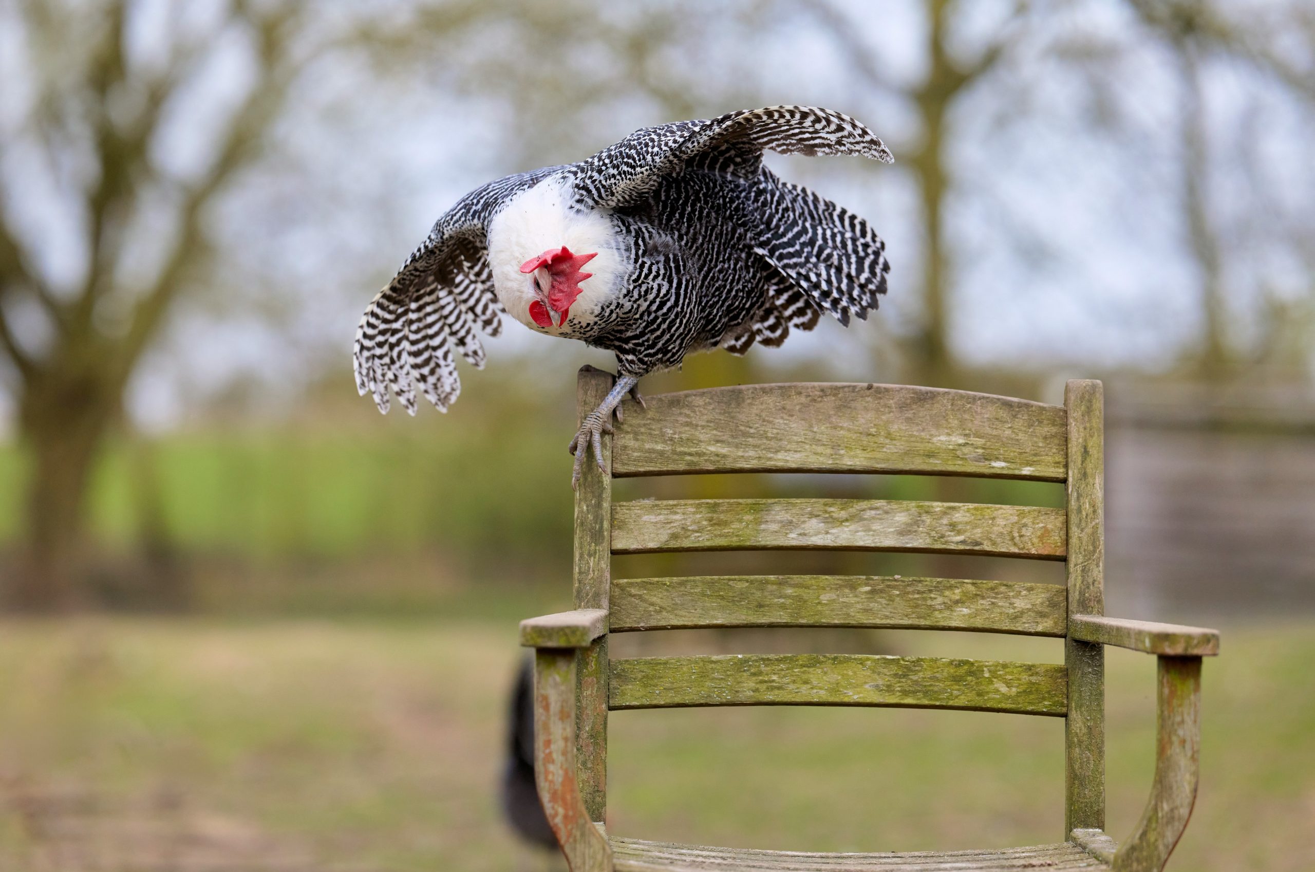 A chicken with patterned feathers sits on a wooden chair.