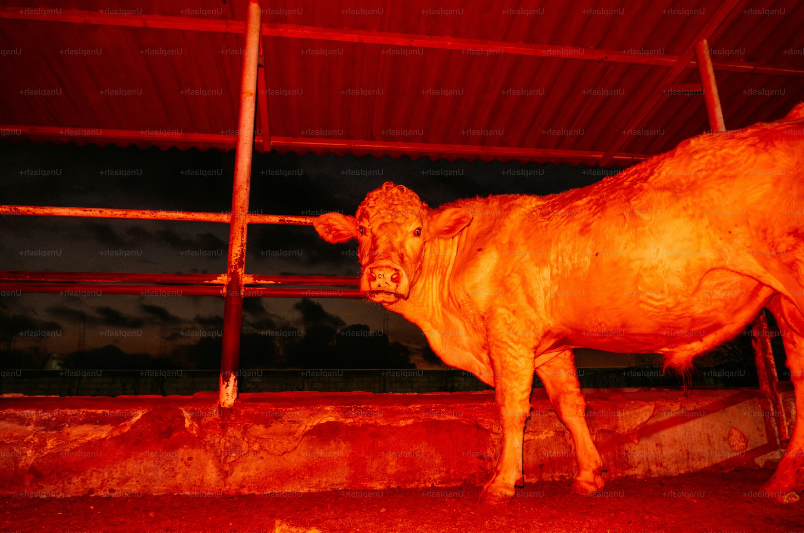 A cow stands under red lights at night.