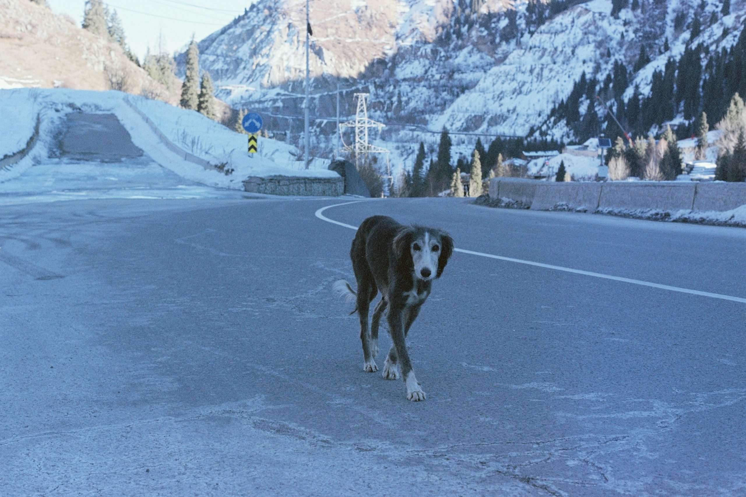 A dog walks on a snowy road with mountains behind.