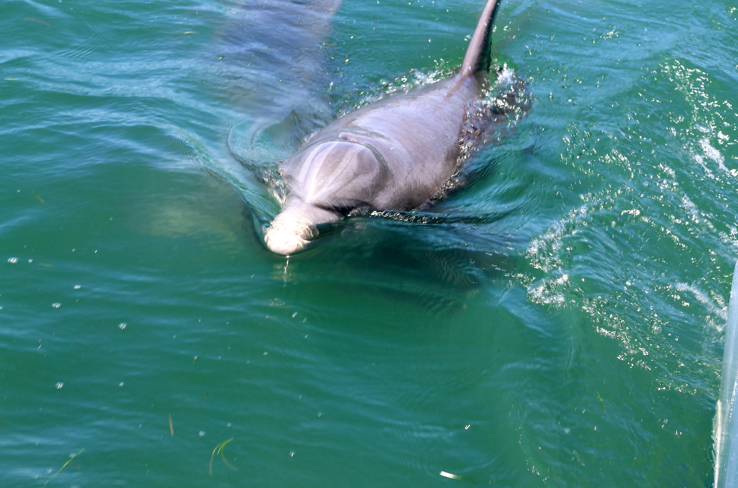 A dolphin swims in the green ocean water.
