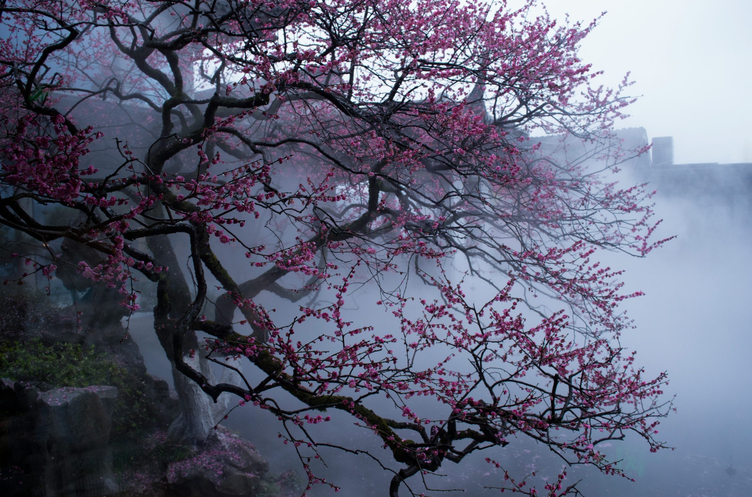 A flowering tree with pink blossoms in the mist.