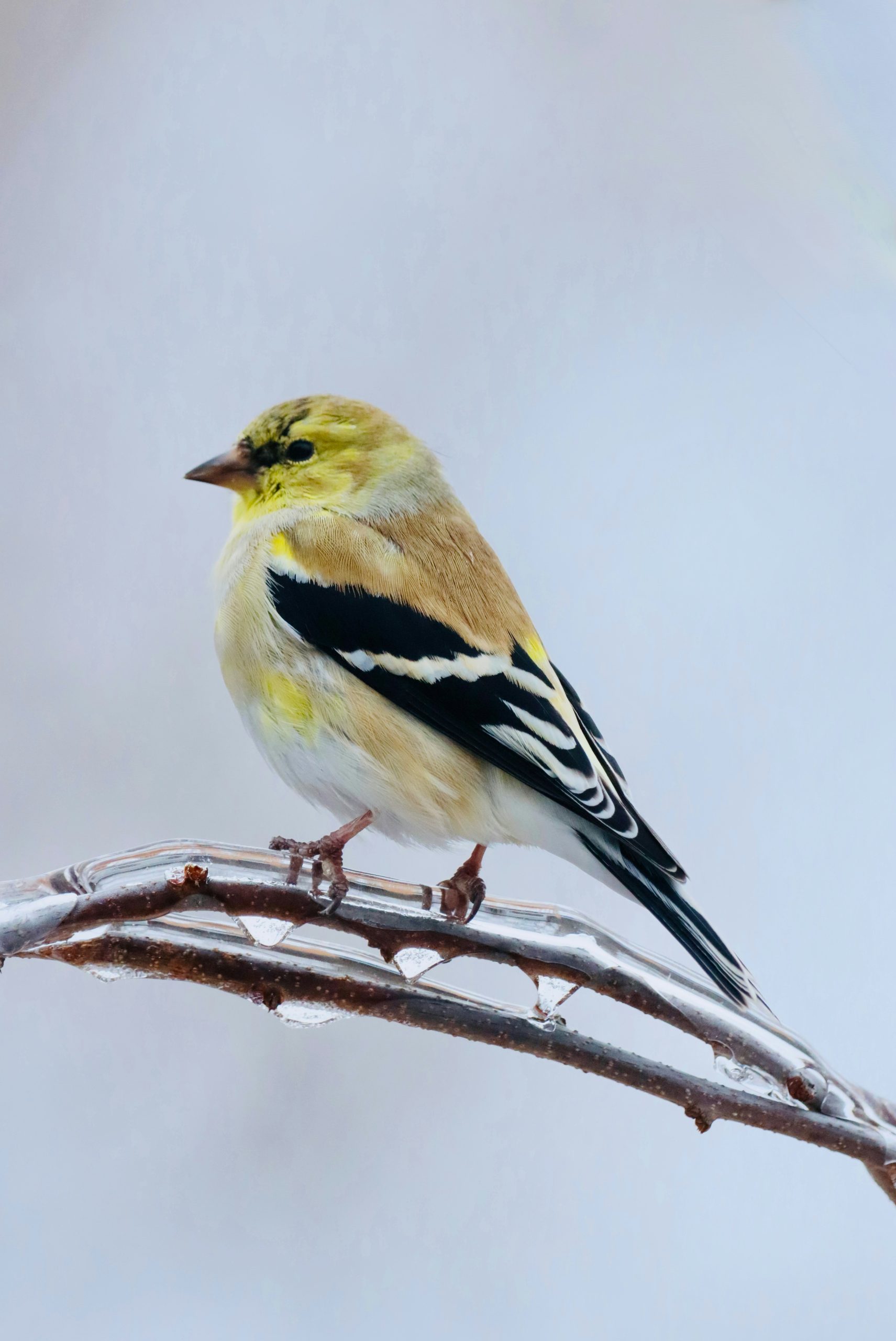 A goldfinch perched on an icy branch