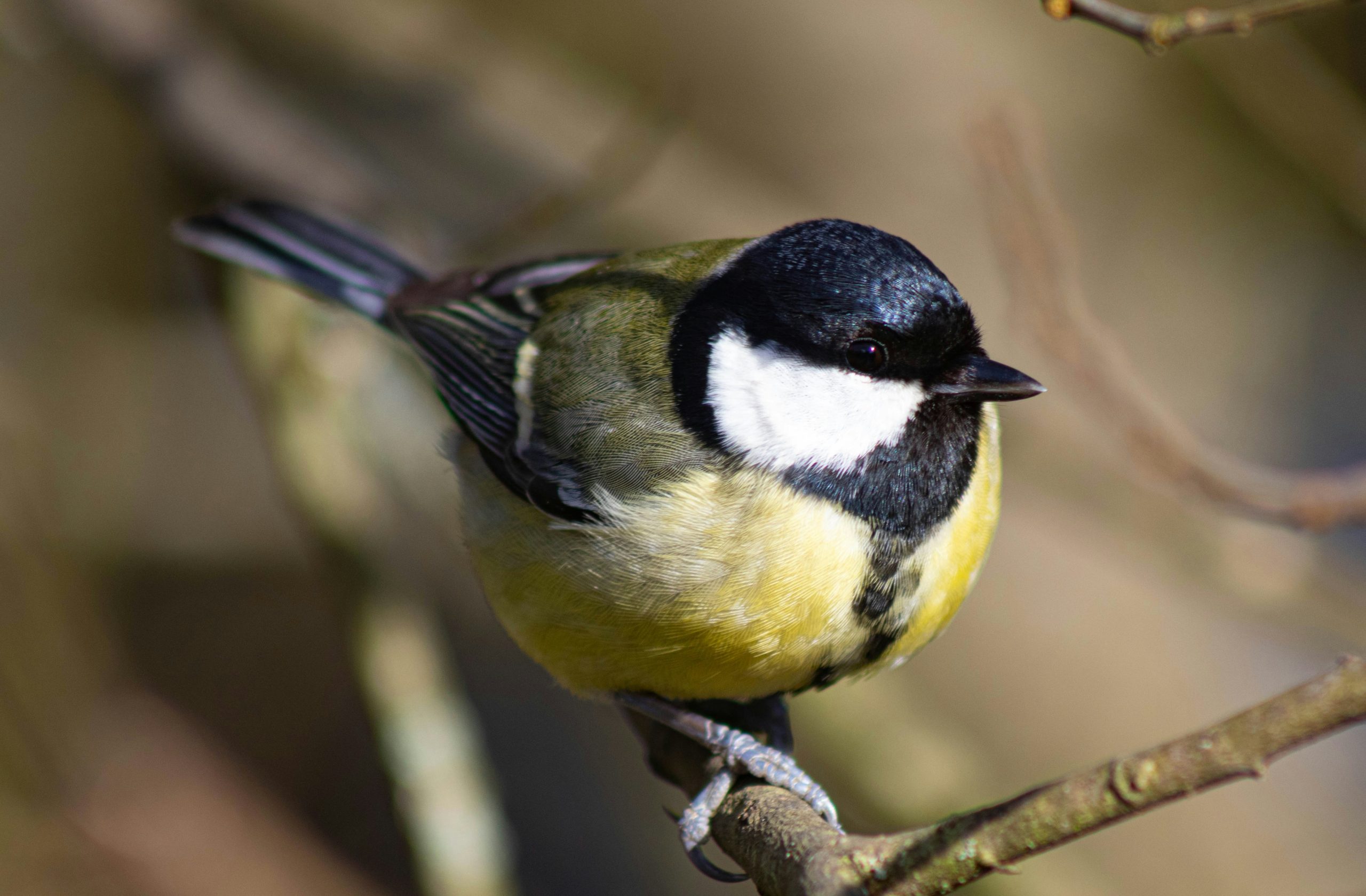 A great tit bird perched on a branch.