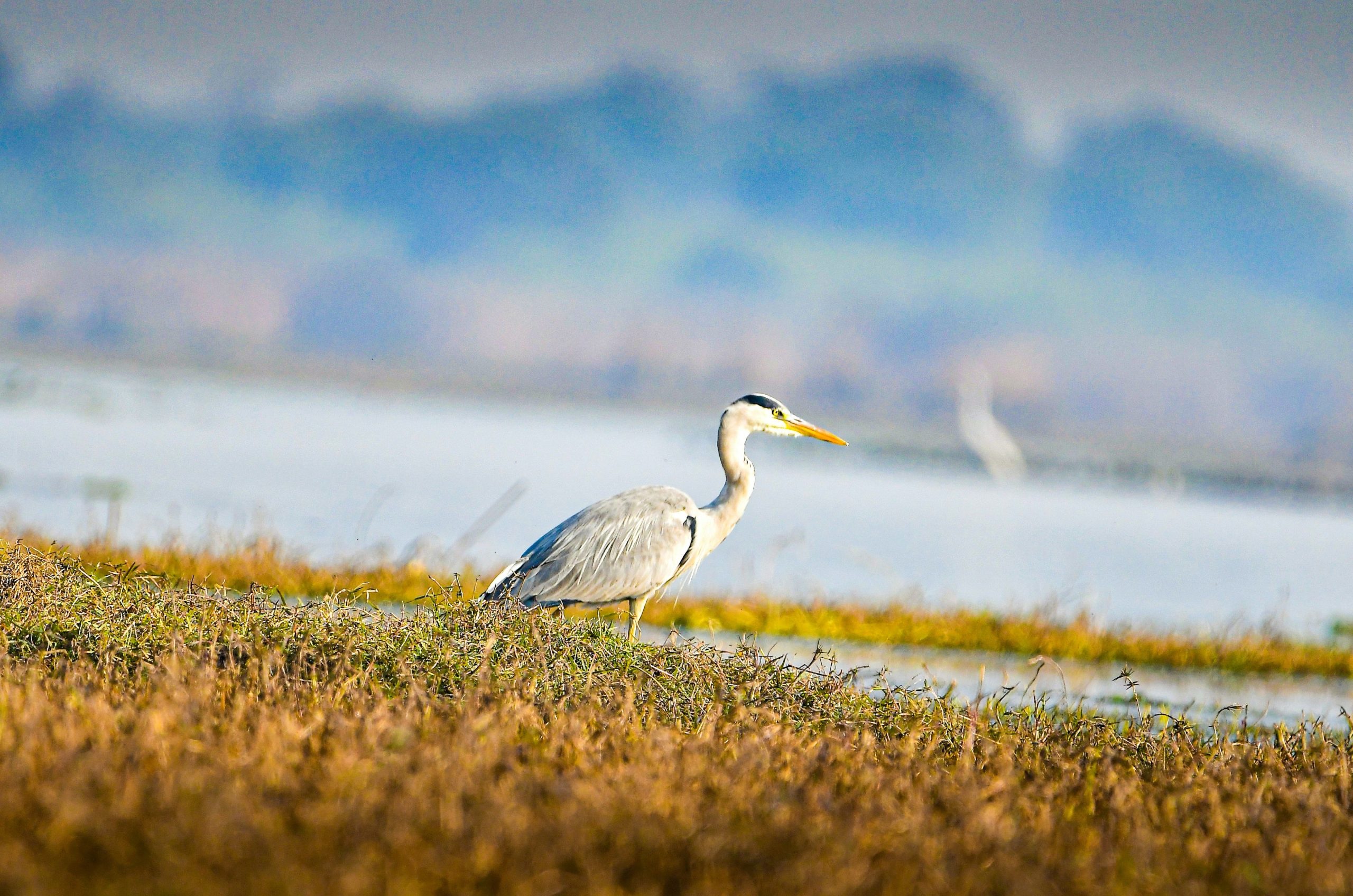 A grey heron stands in dry grass near water.