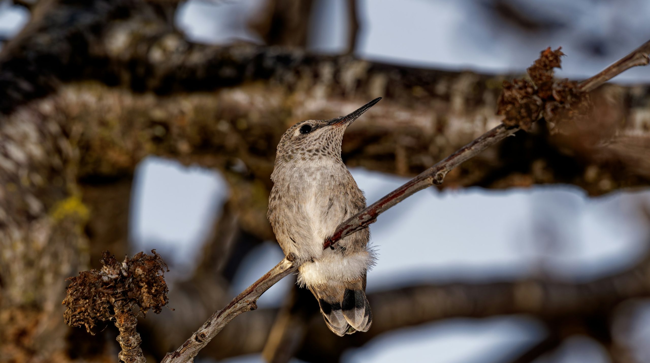 A hummingbird rests on a tree branch.
