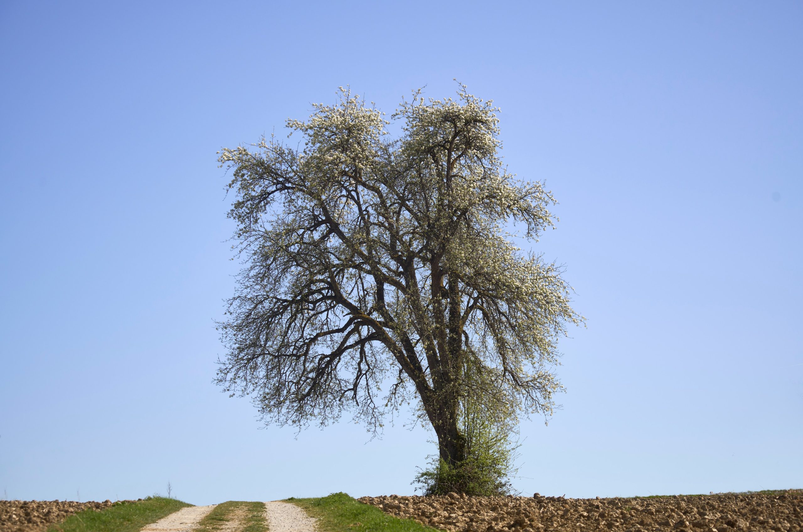 A lone tree stands against a clear blue sky.