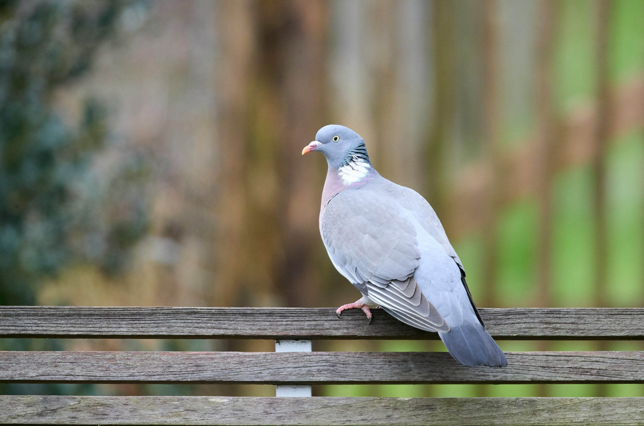 A pigeon perched on a wooden bench outdoors.