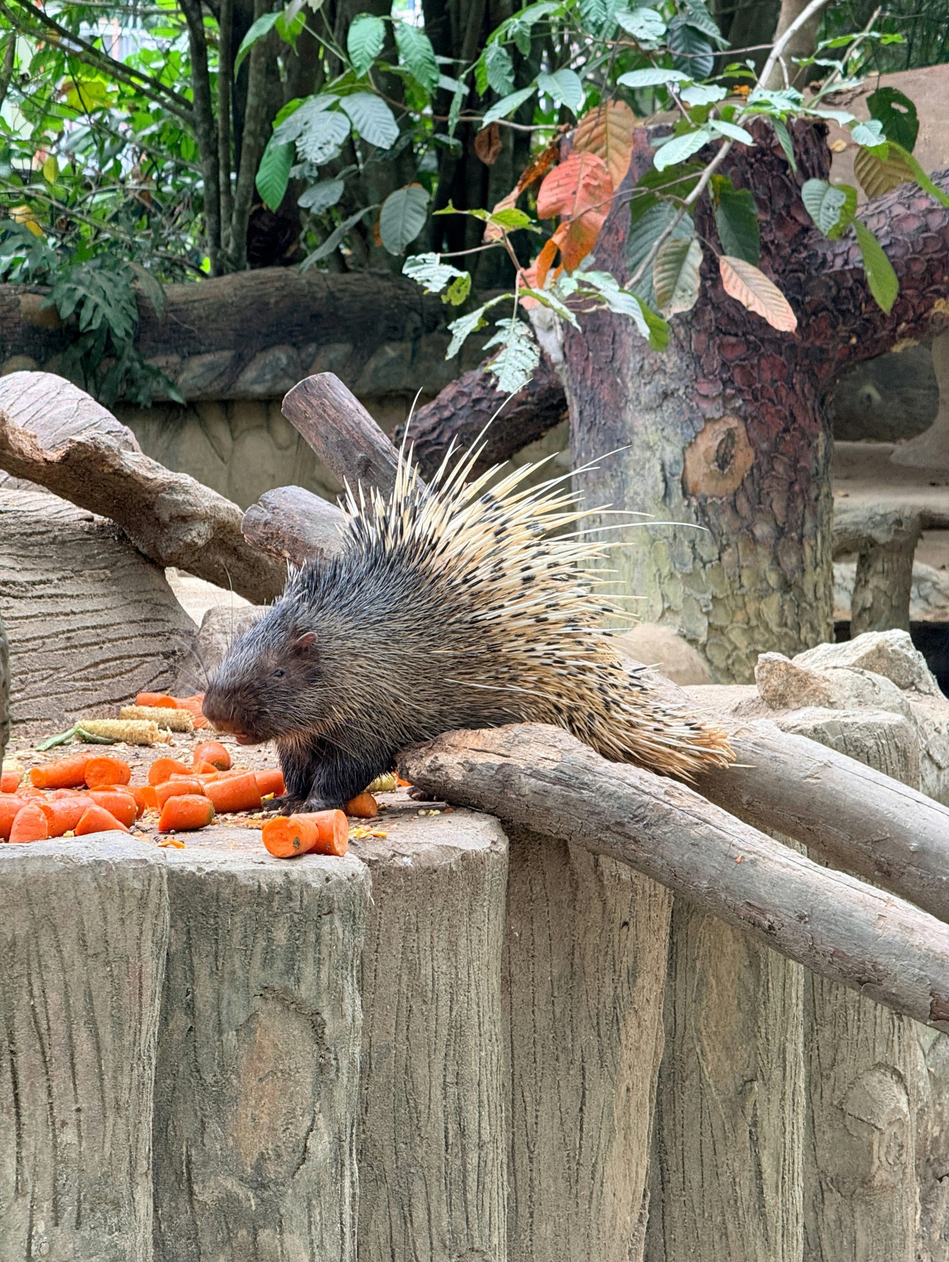 A porcupine eats carrots on a wooden platform.