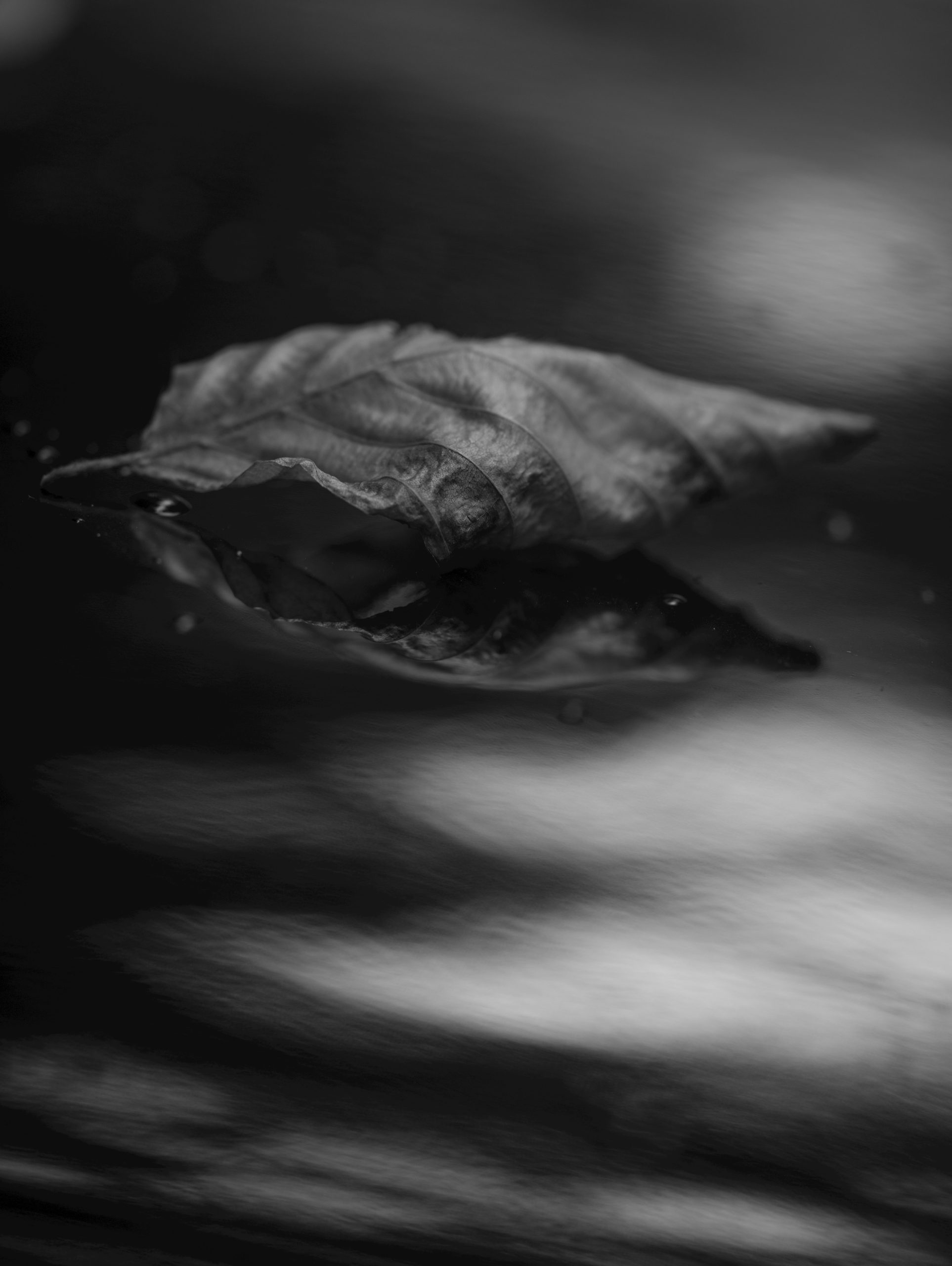 A single dry leaf floating on dark water