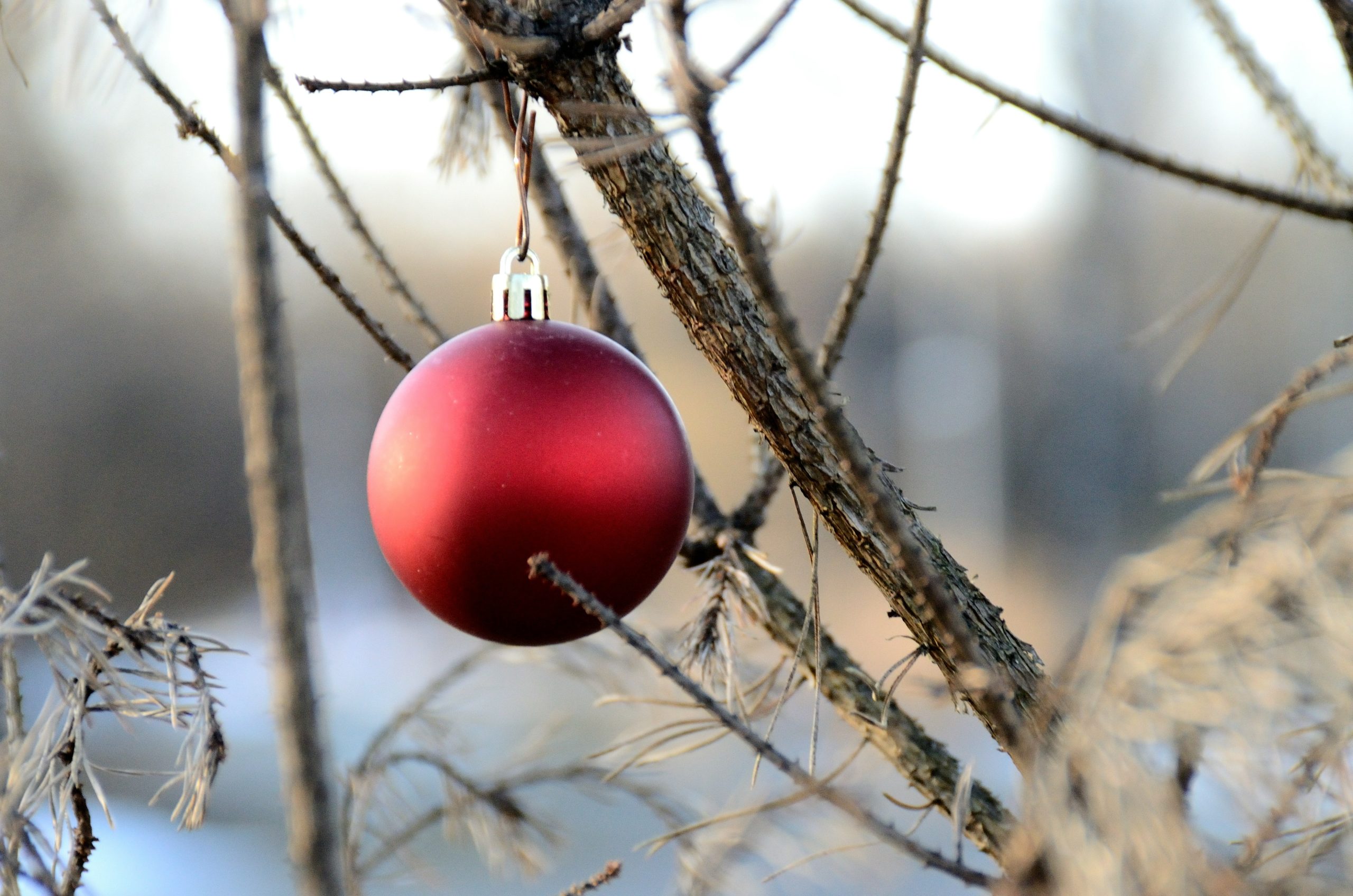 A single red ornament hangs on a bare branch.