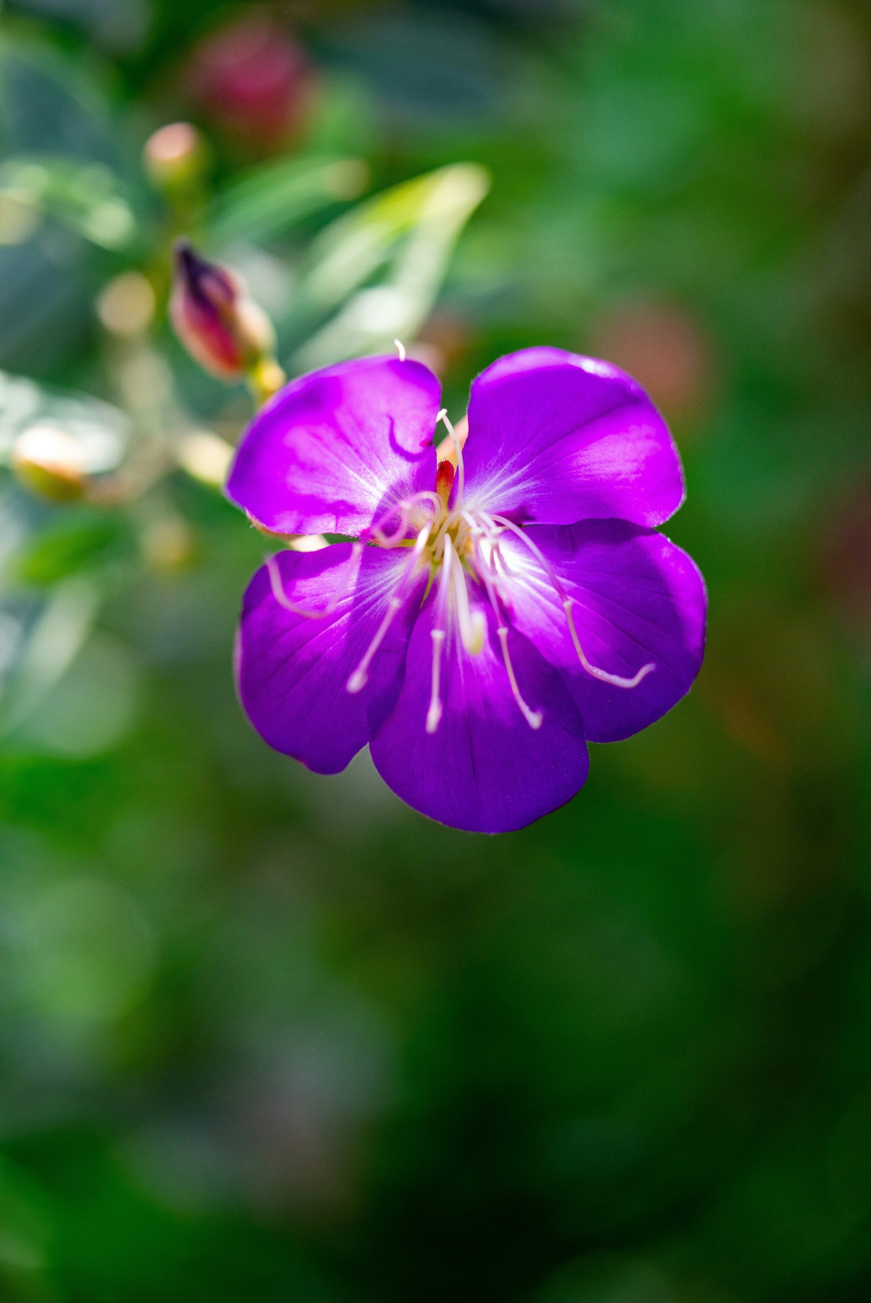 A single vibrant purple flower blooms in soft focus.
