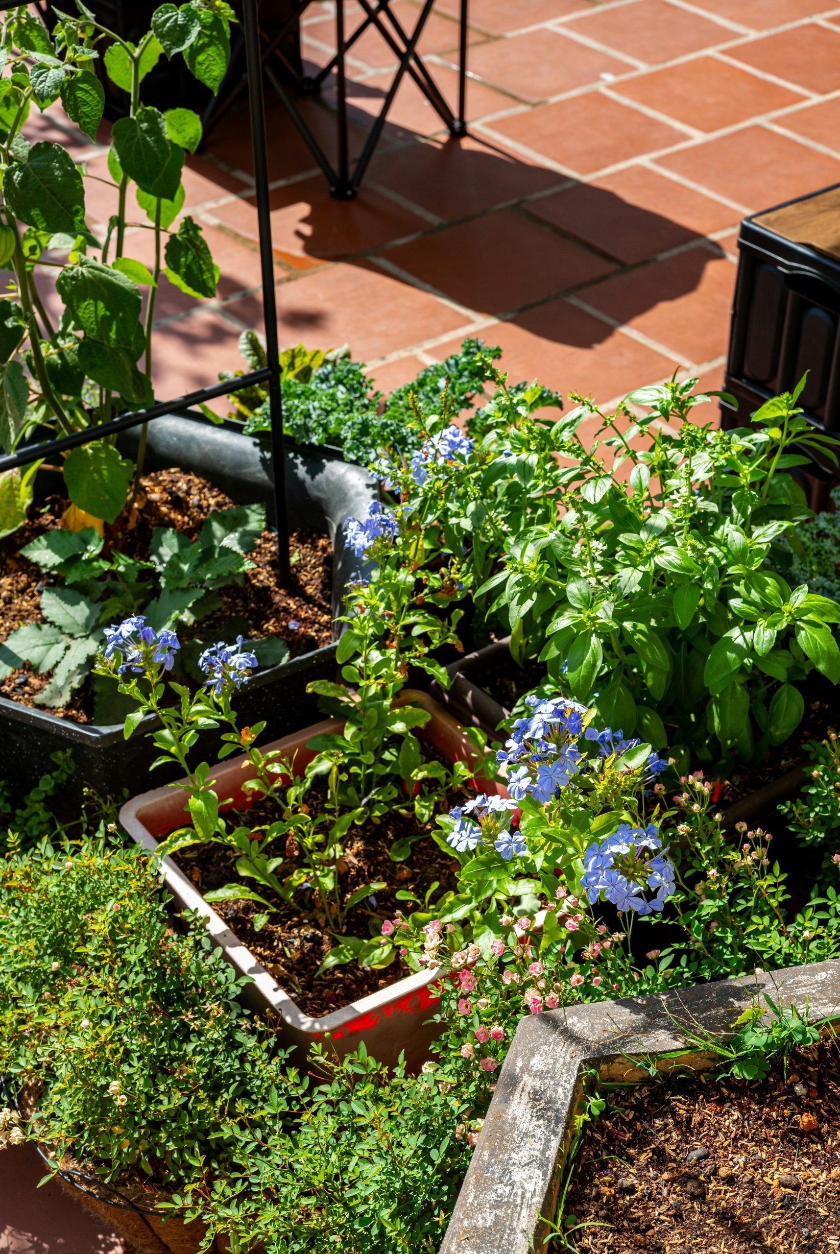 A small garden with blue flowers and green plants.