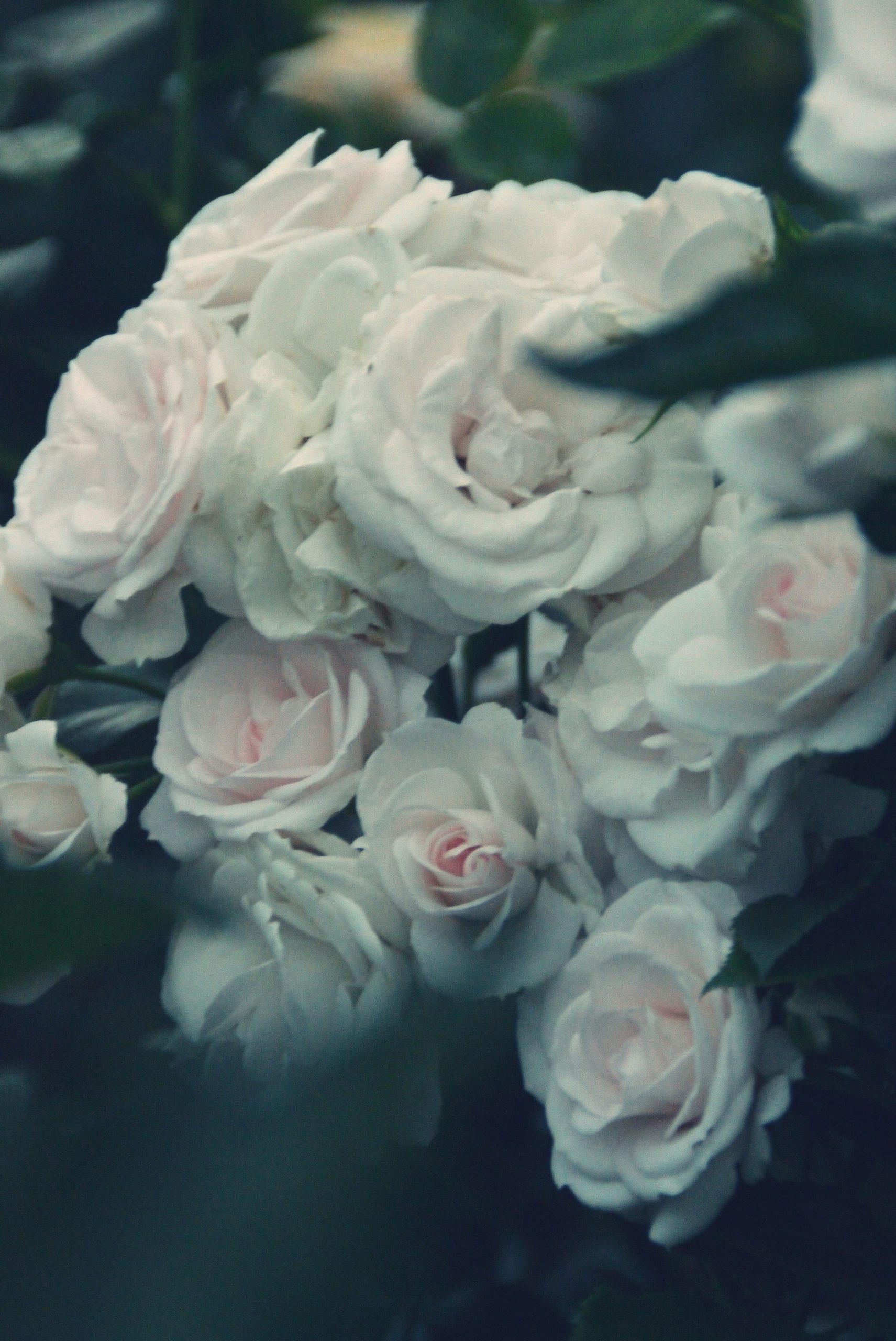 A soft bouquet of white roses with dark leaves