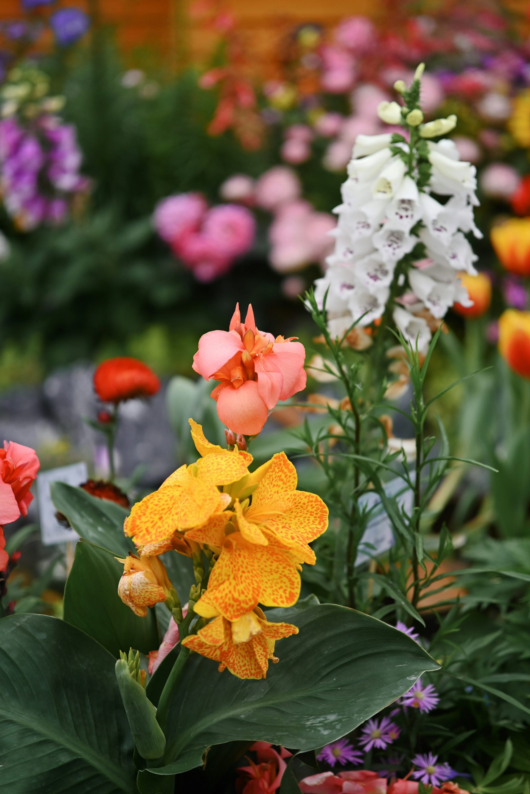 A vibrant garden filled with colorful blooming flowers.