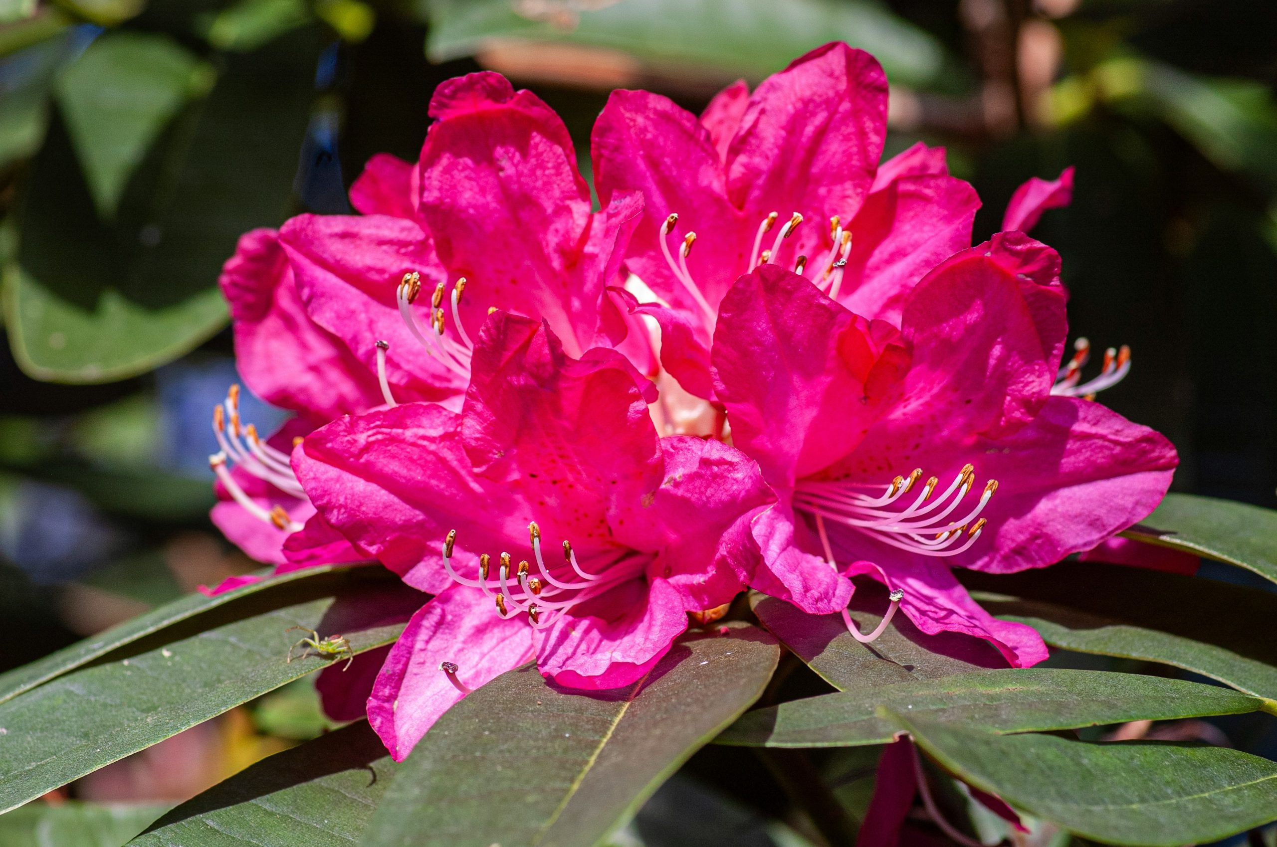 A vibrant pink rhododendron flower in bloom.