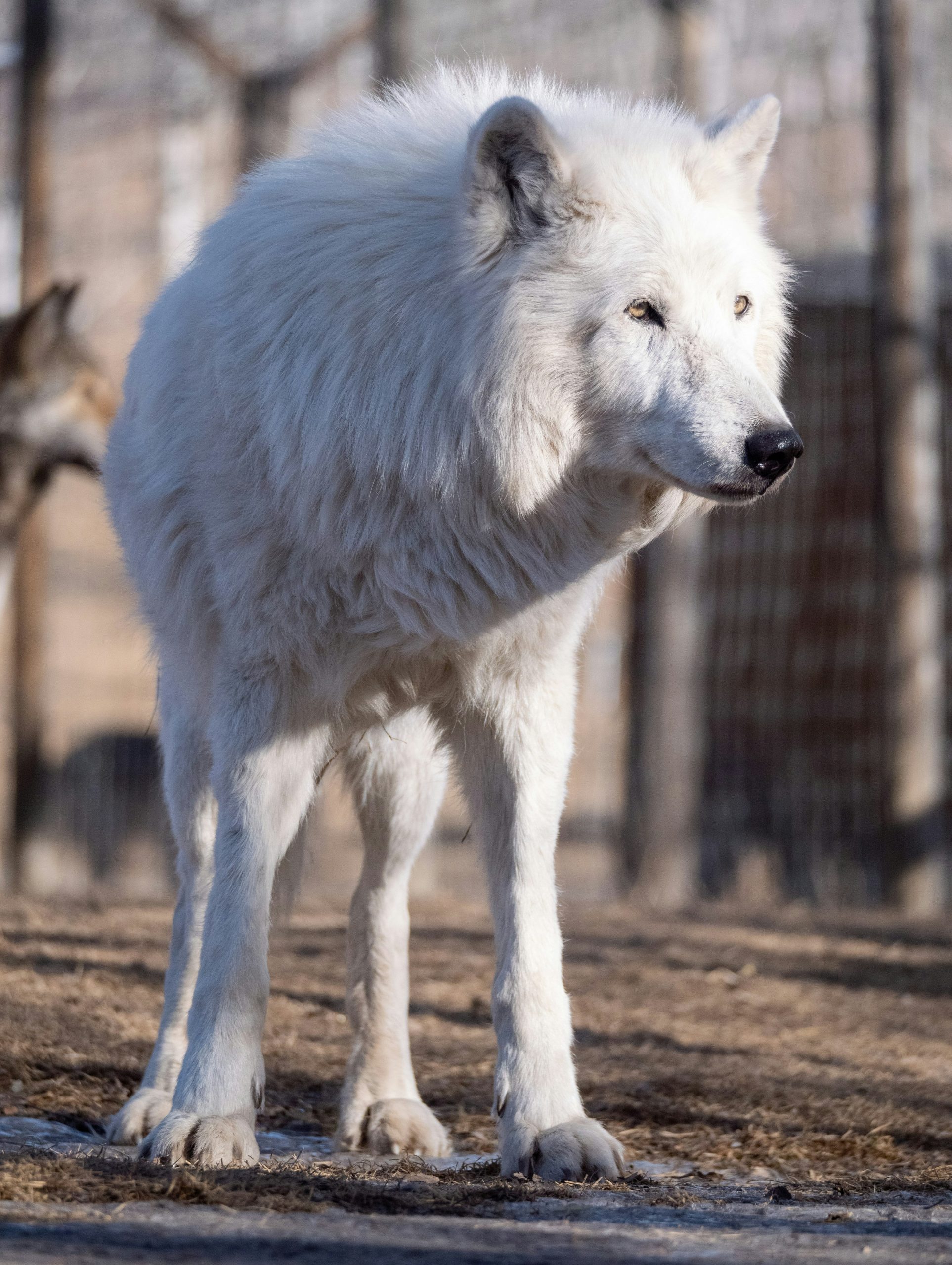 A white wolf stands in an outdoor enclosure.