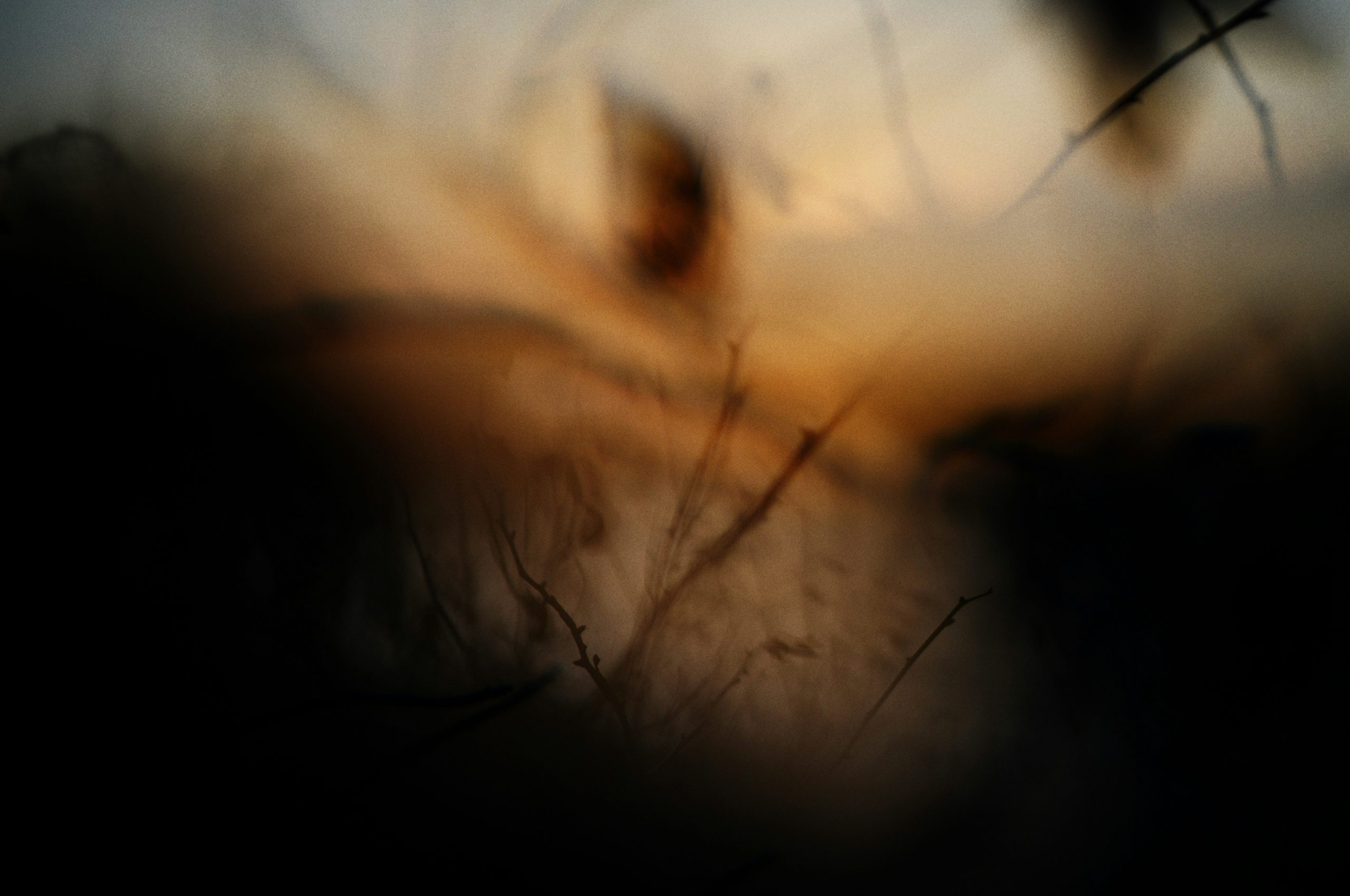 Abstract blur of dark and light tones with branches