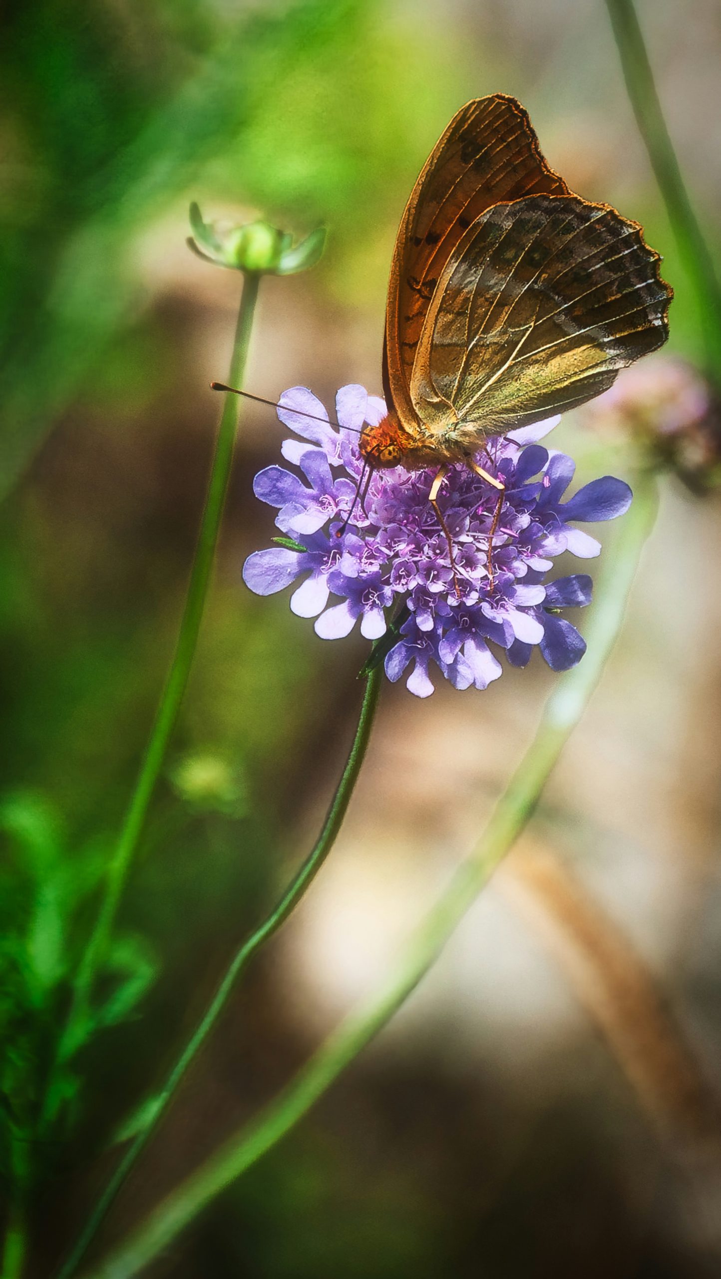 Brown butterfly rests on a purple flower.