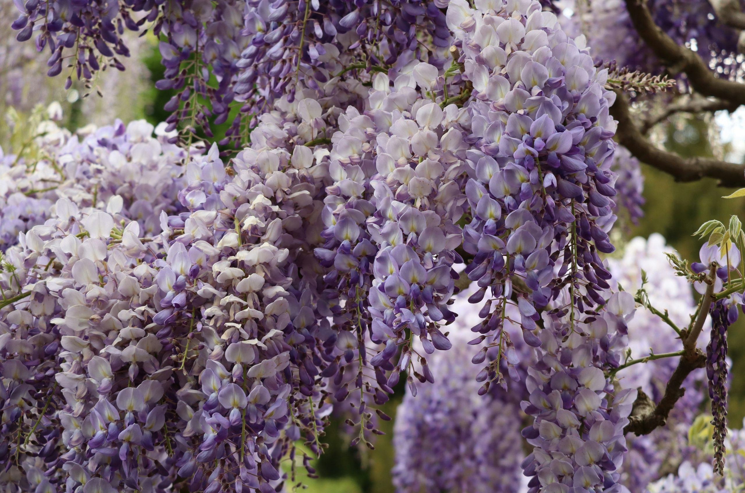 Cascading purple wisteria flowers bloom in spring.