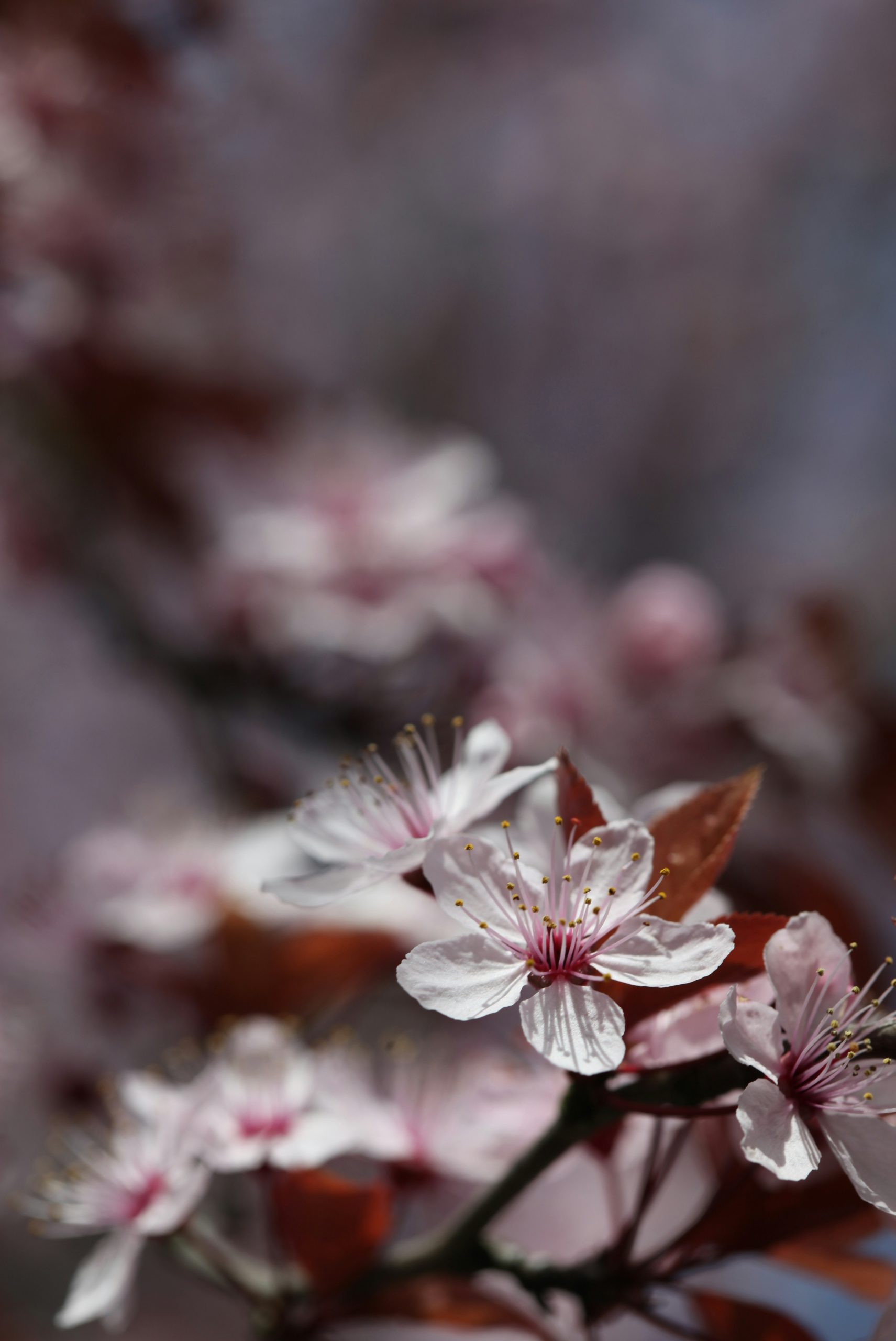 Delicate pink cherry blossoms on a branch