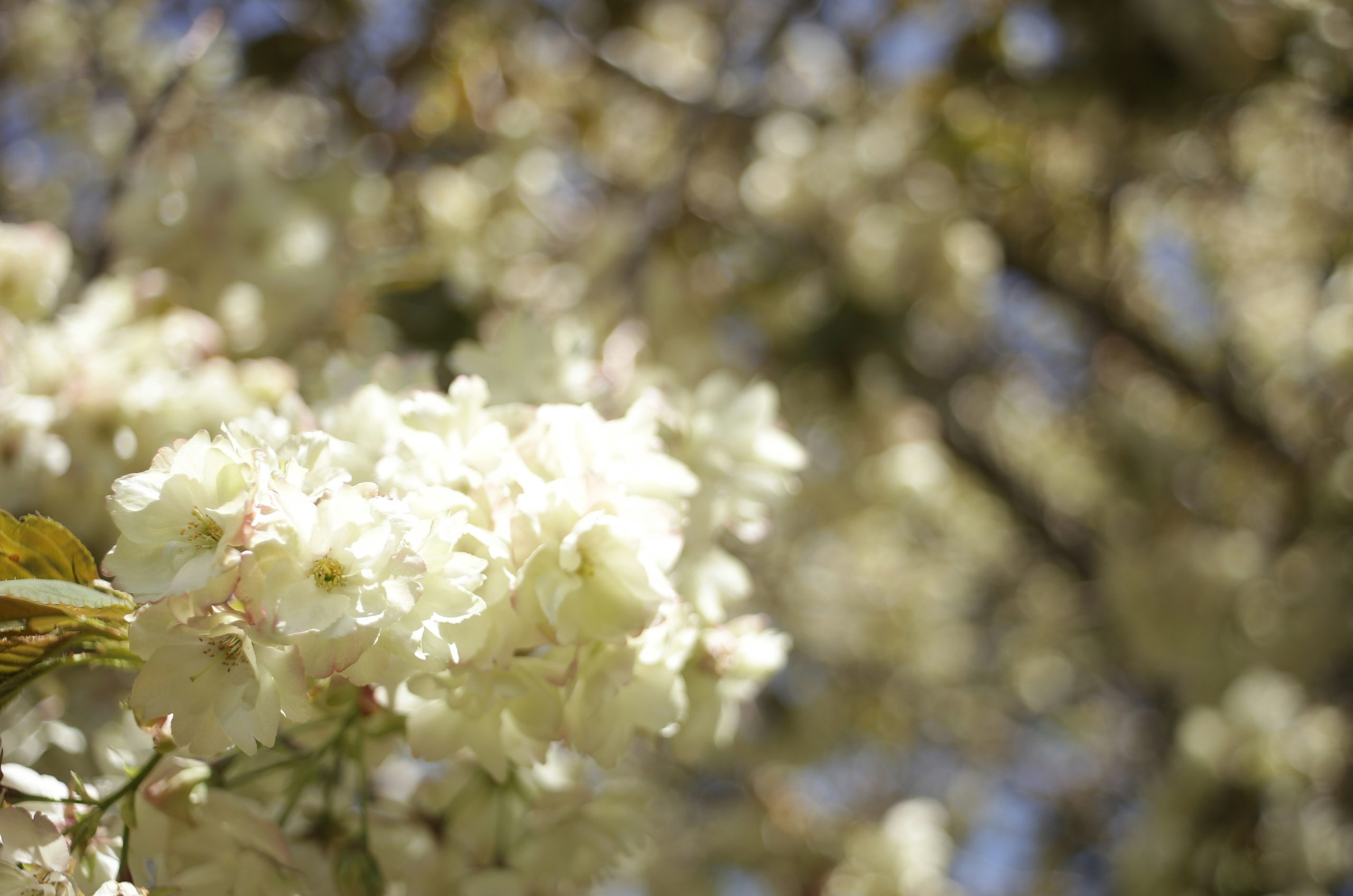 Delicate white blossoms on a tree branch