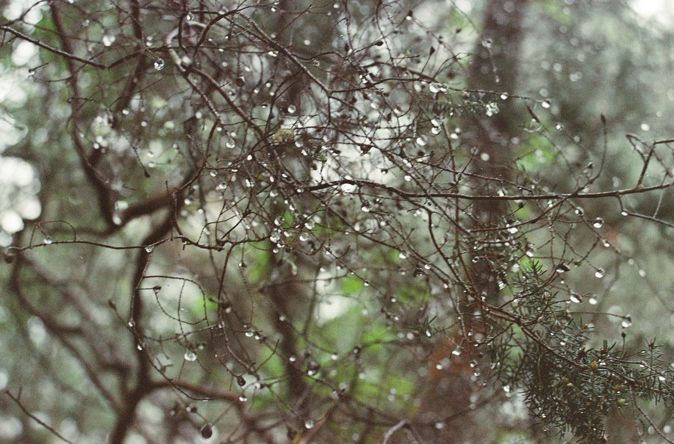 Dewdrops on delicate branches in soft light