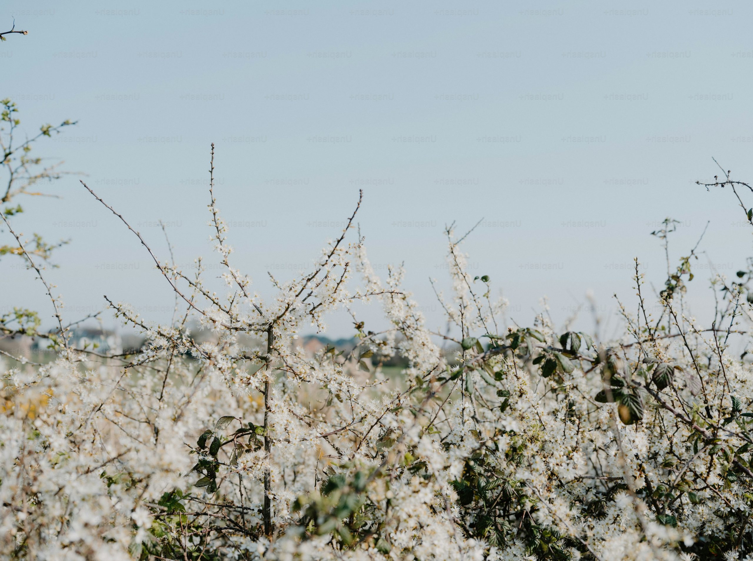 Dry branches and plants against a clear sky