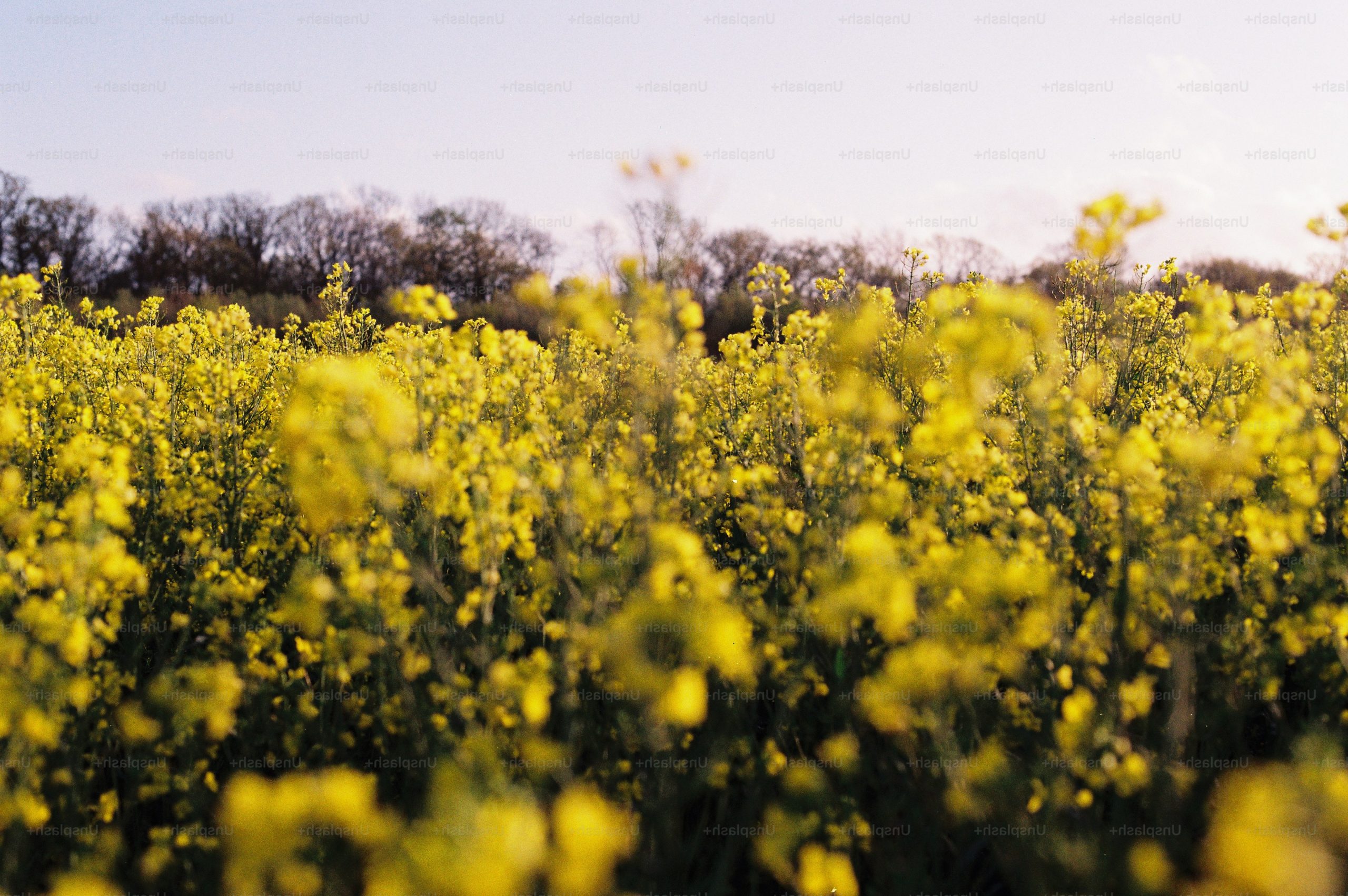 Field of bright yellow rapeseed flowers under a soft sky