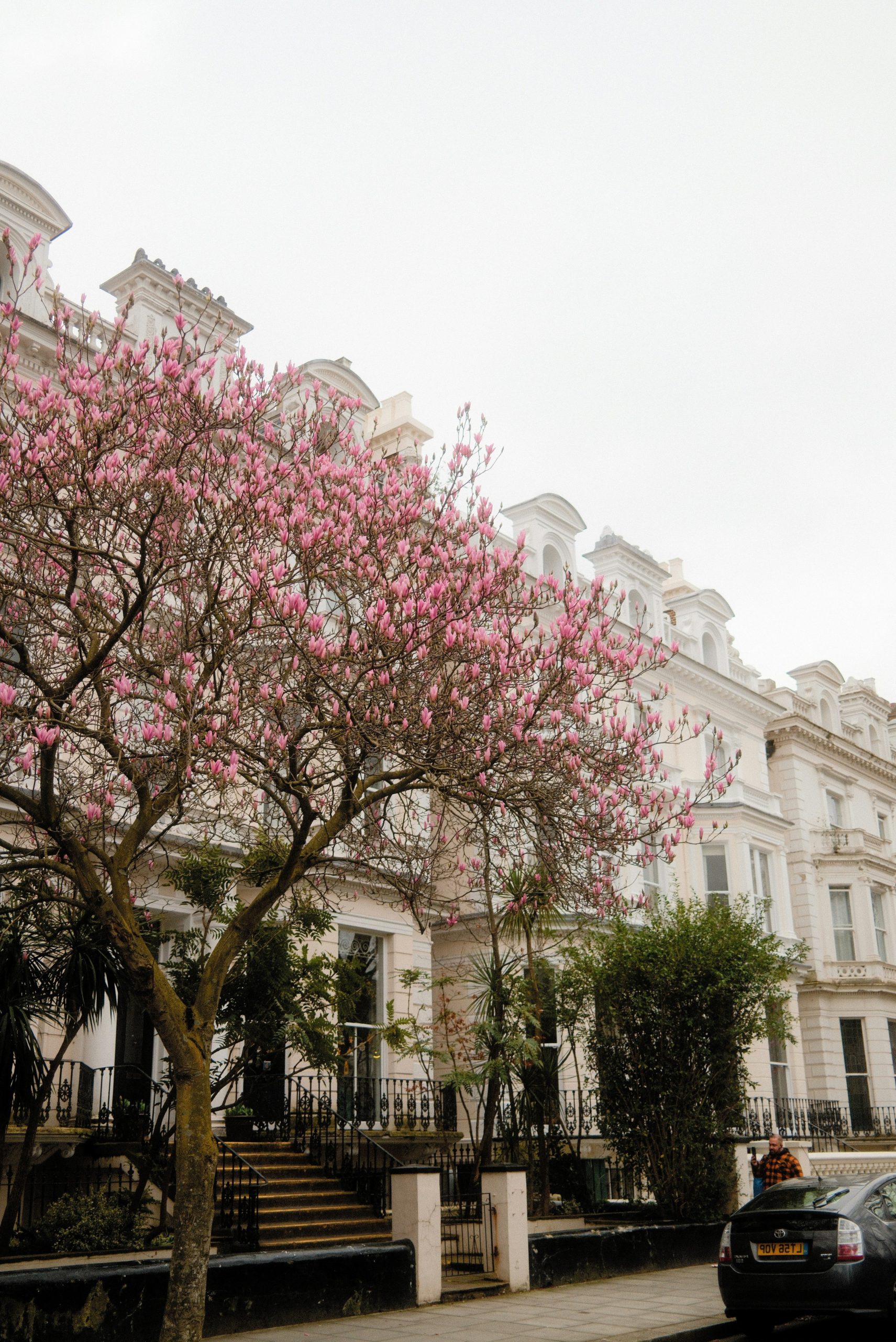 Flowering tree in front of white victorian houses