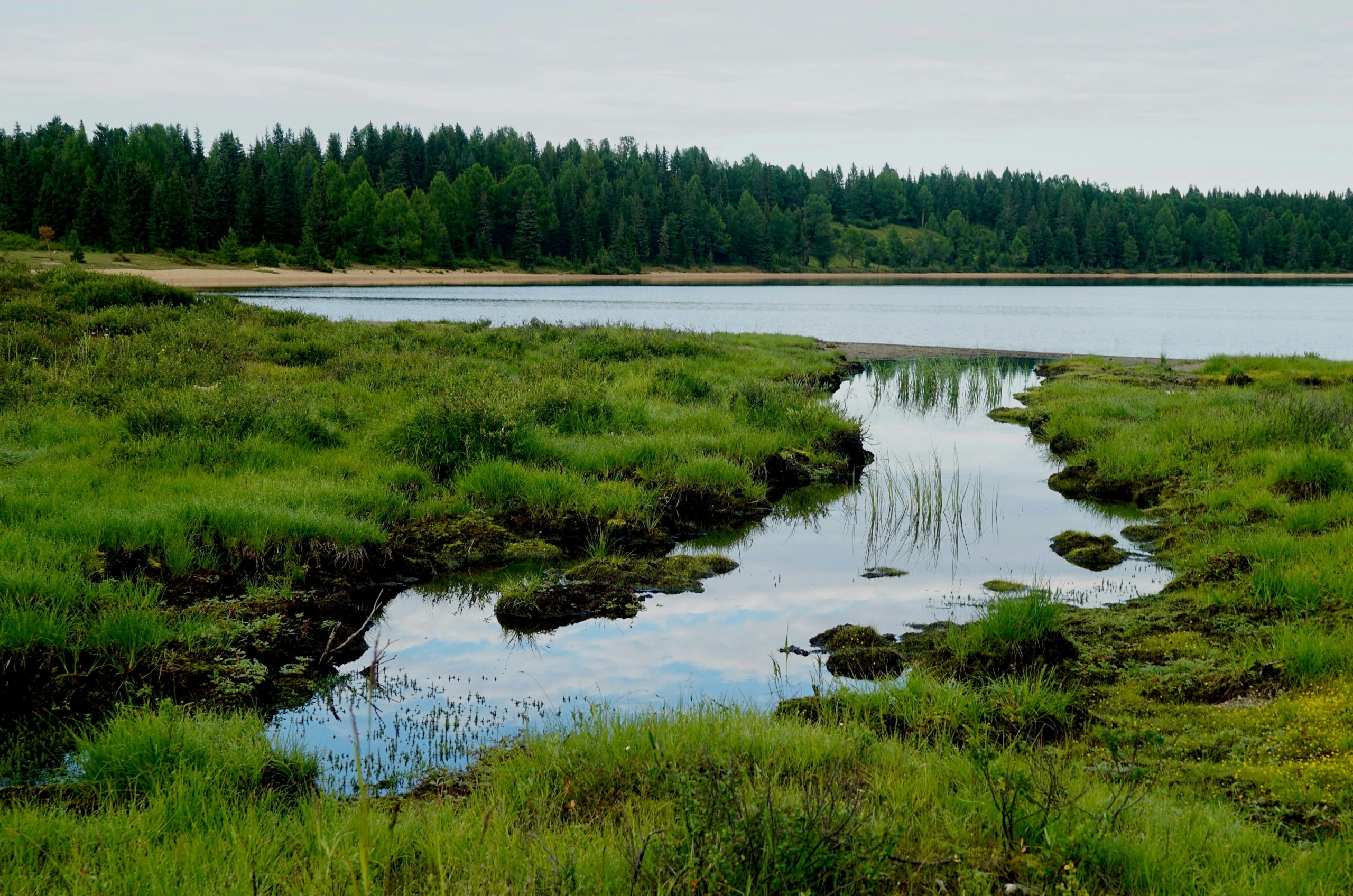 Grassy wetland with calm water and forest background