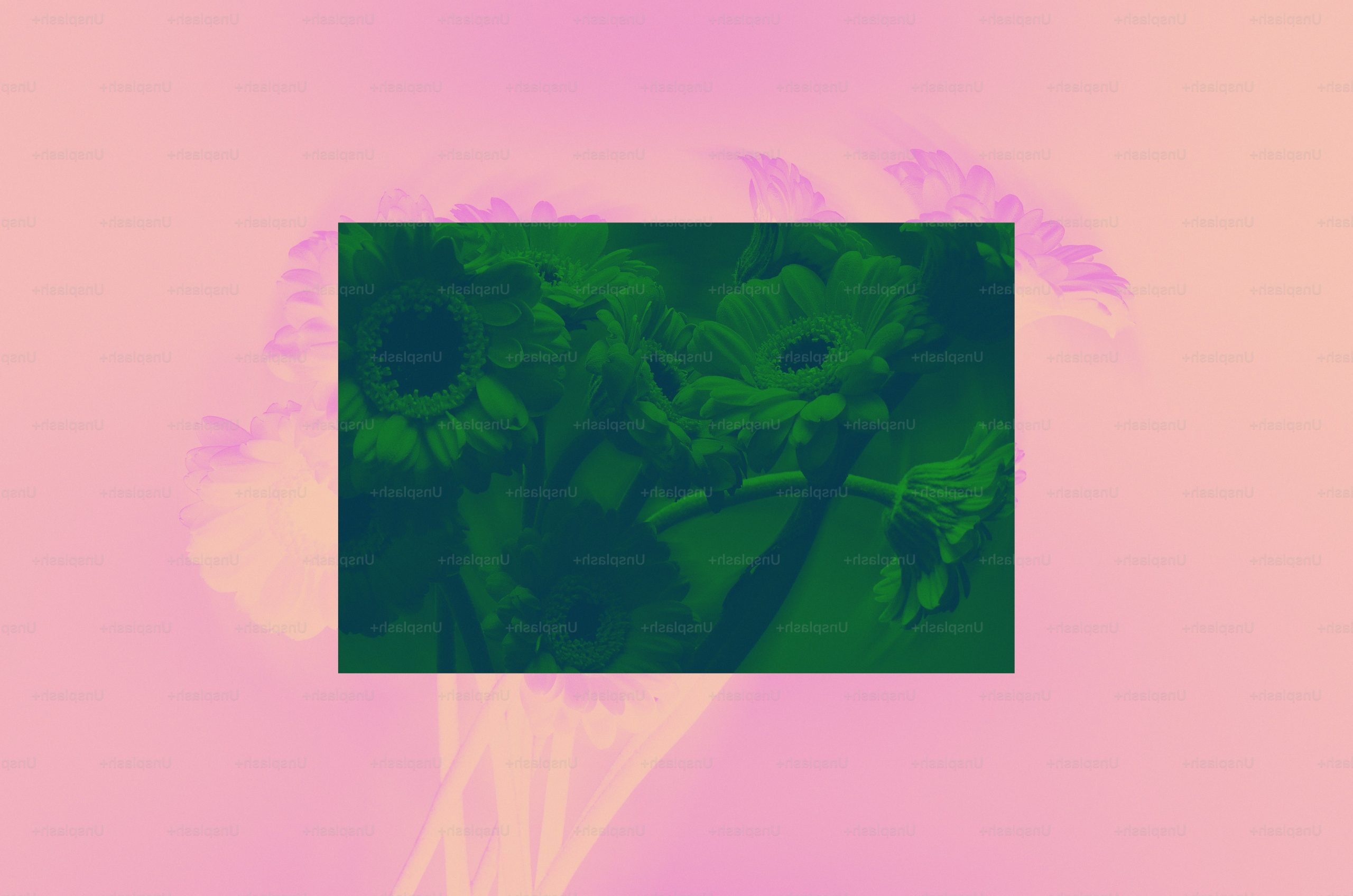Green flowers against a pink and purple gradient background