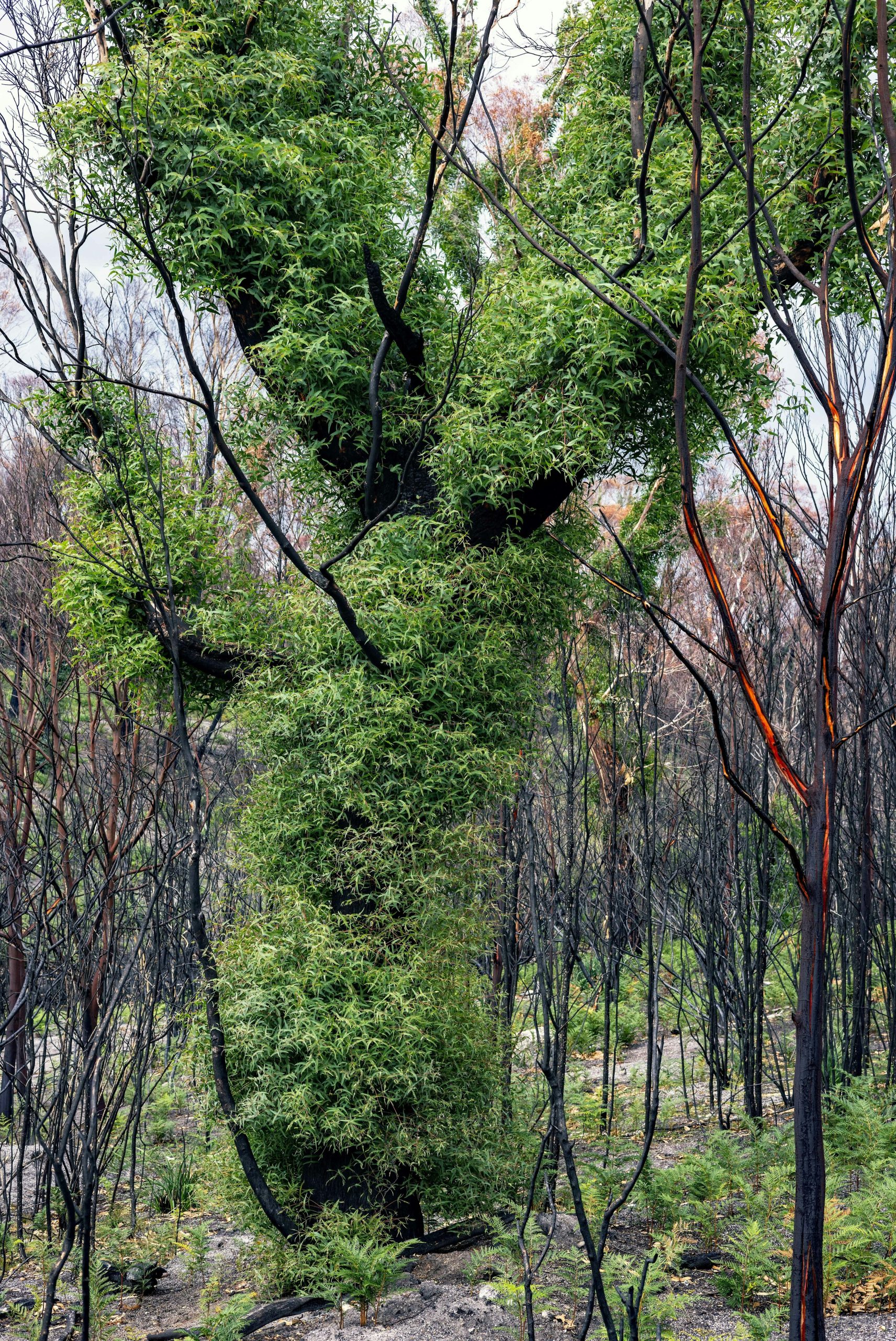 Green foliage covers a burnt tree trunk in a forest.