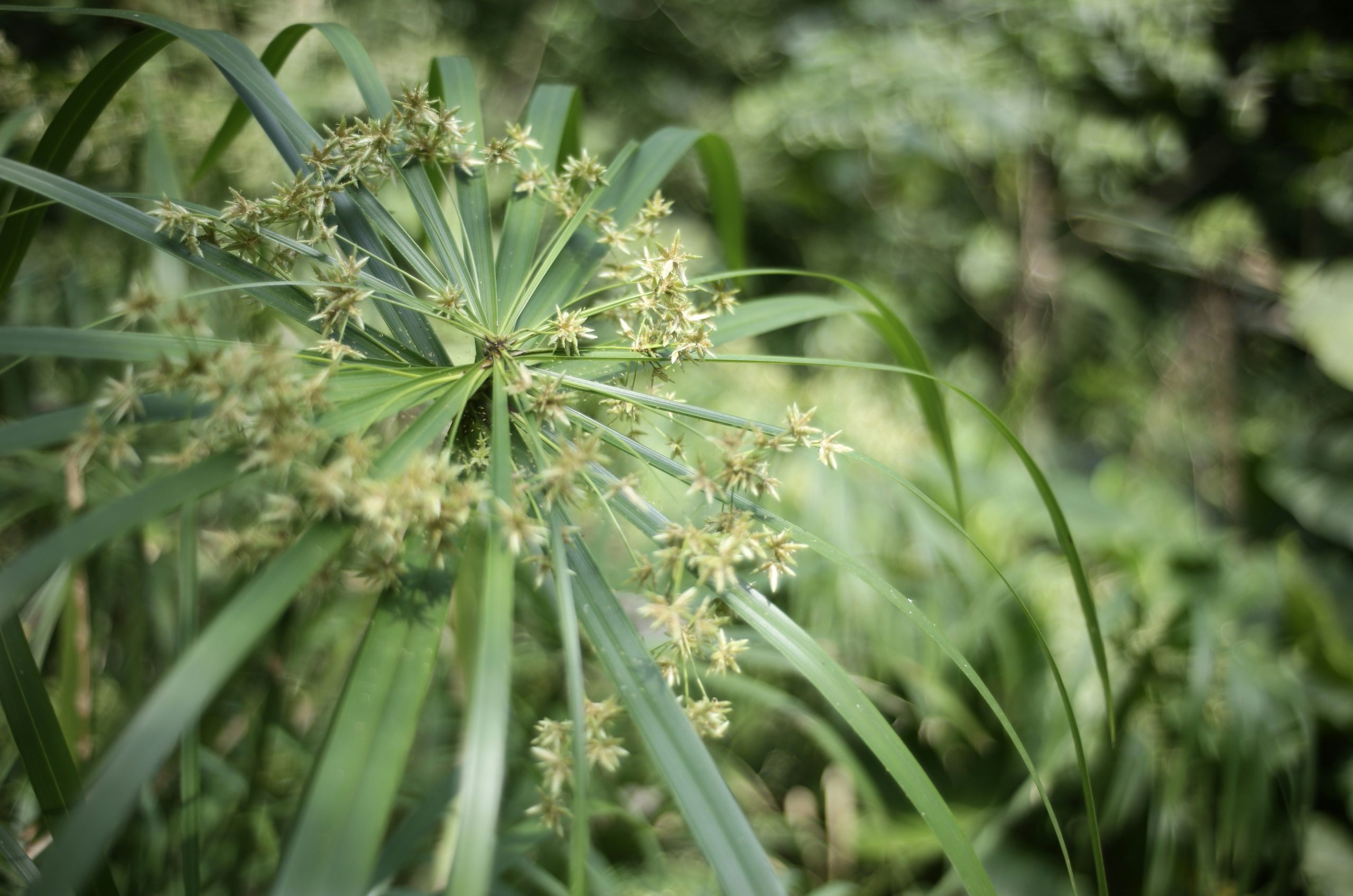 Green papyrus plant with delicate flowers in bloom